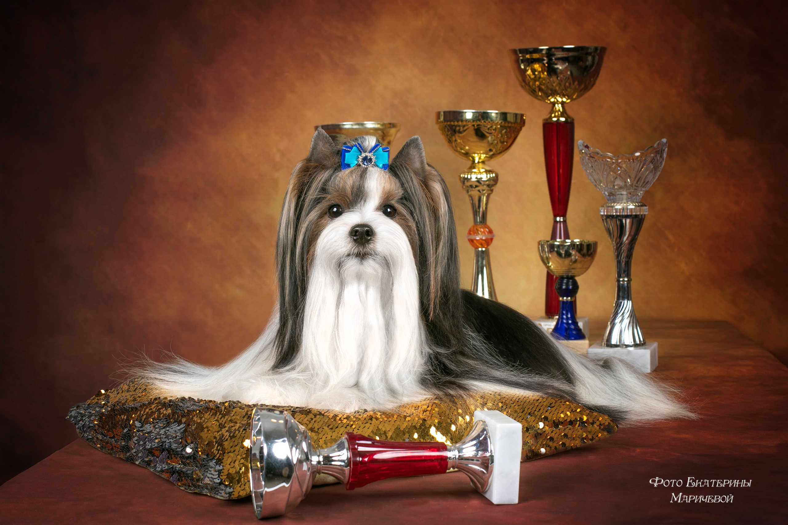Стендовая съёмка на выставках собак. Фотограф-анималист в Омске Екатерина Маричева