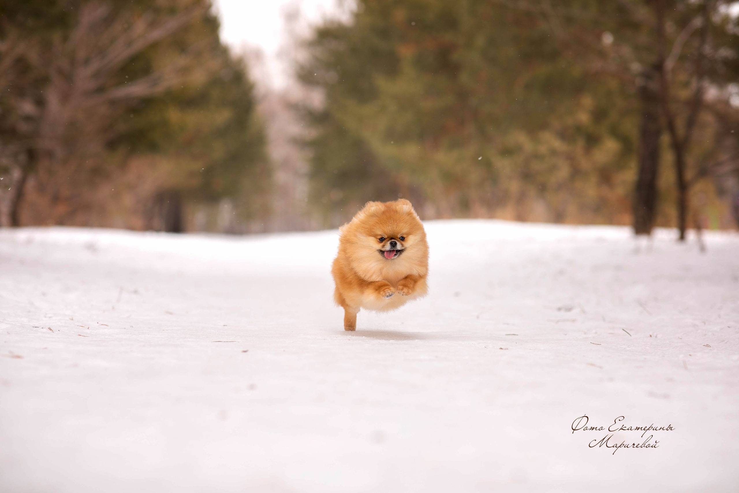 Выездная съёмка с естественным светом. Фотограф-анималист в Омске Екатерина Маричева