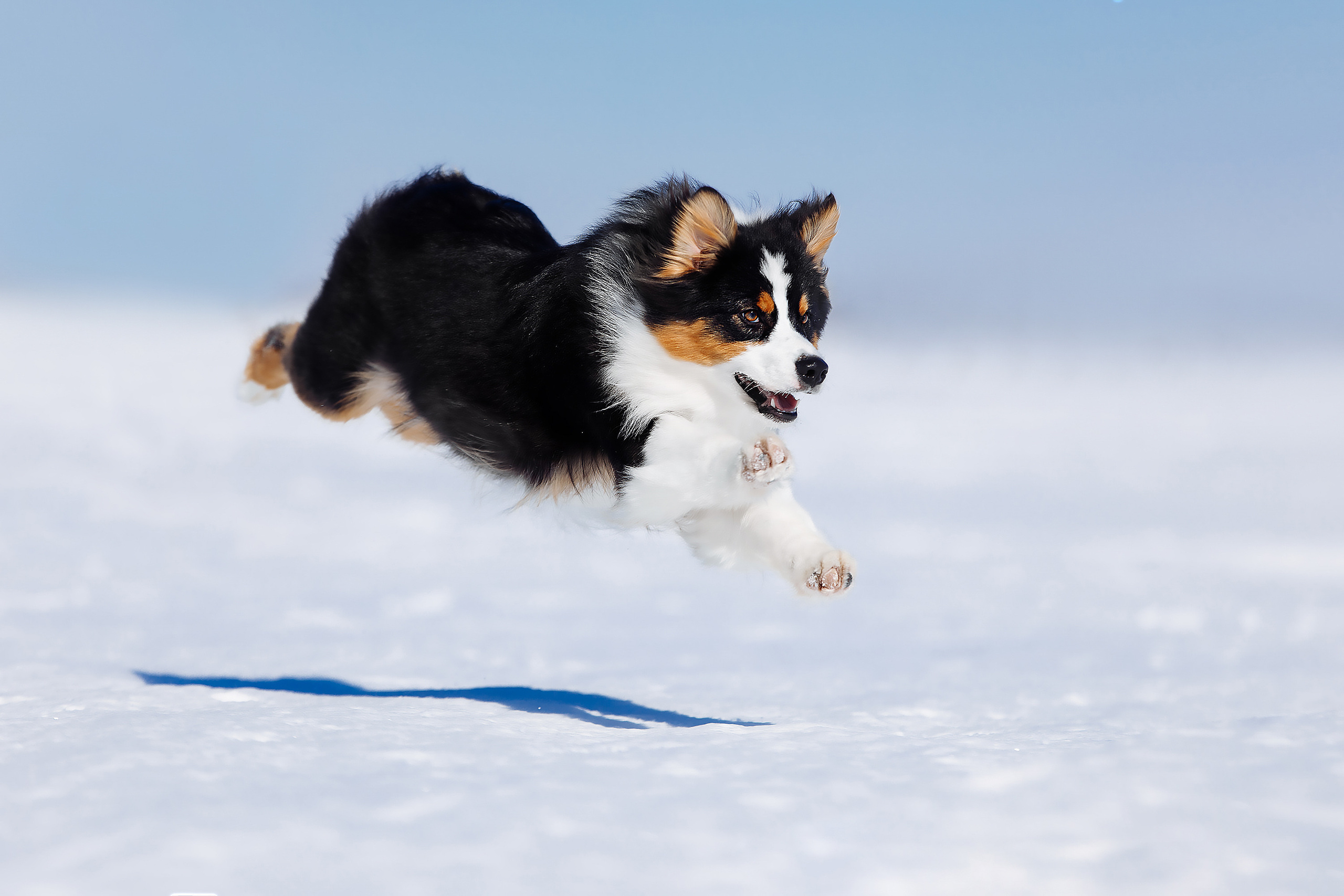 Режим полета активирован. Фотограф-анималист Саша Вязьмина