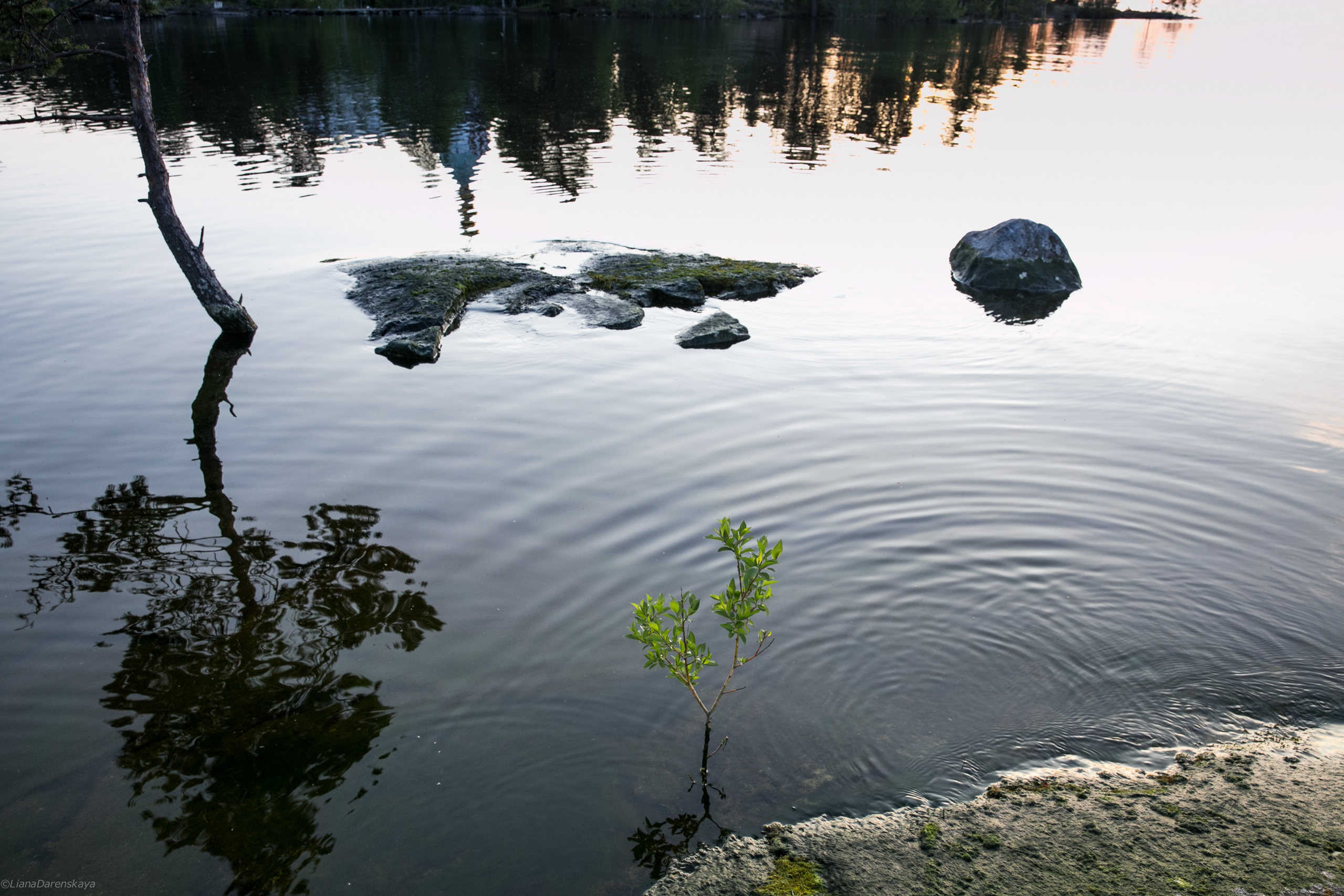 Остров Валаам. Визуальный художник Лиана Даренская, Москва