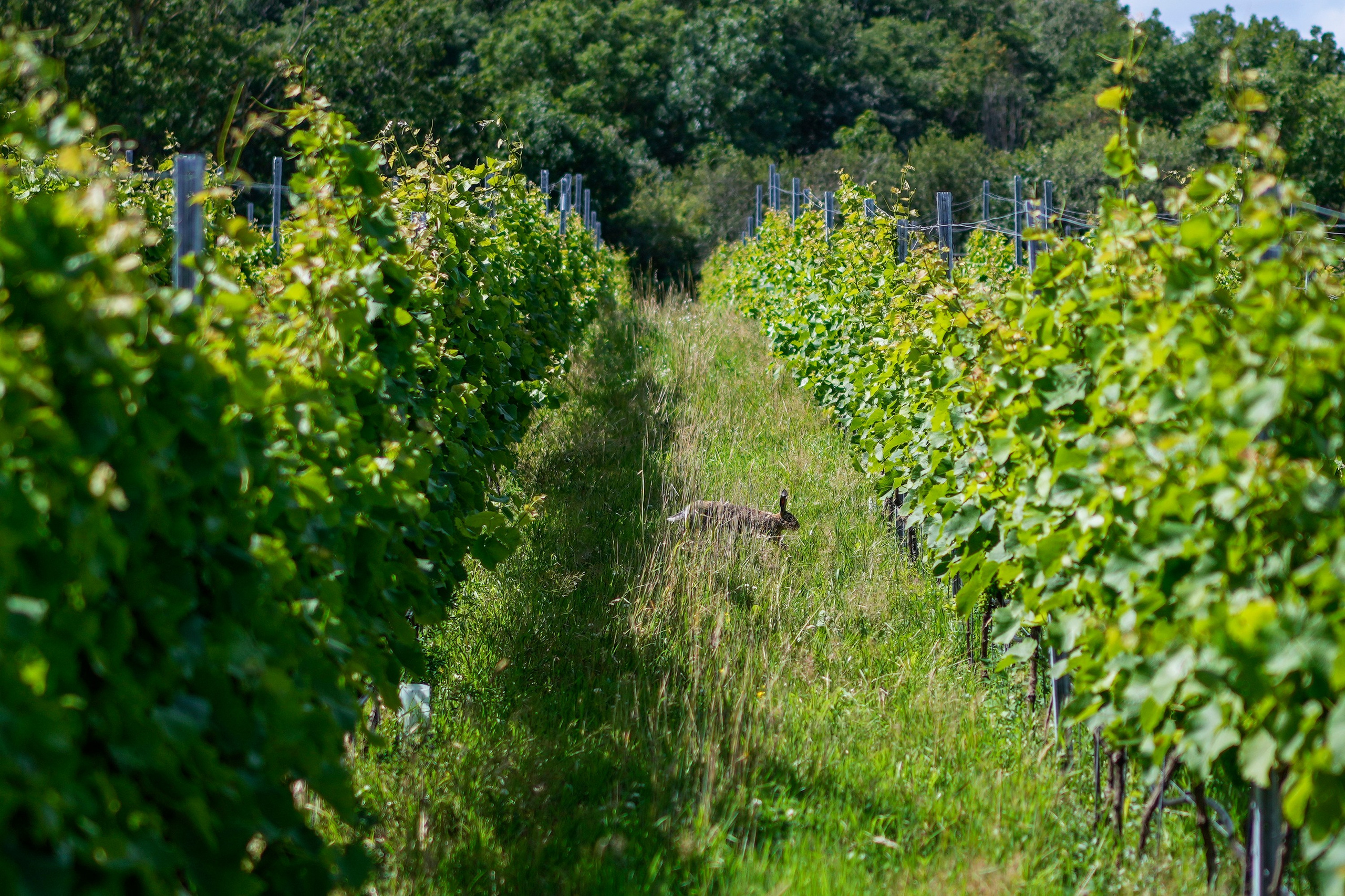 Sweden-wine. Pavel Golovkin