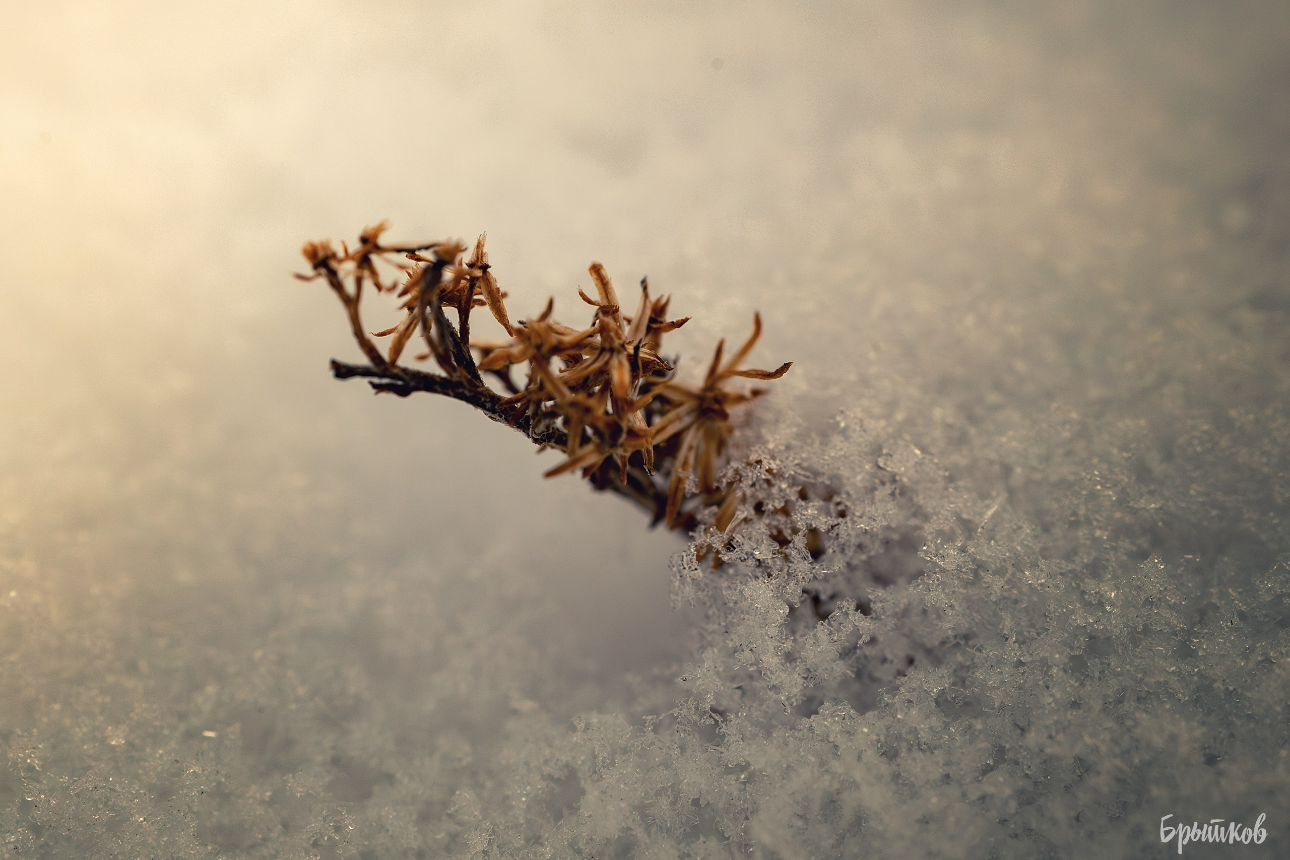 Туман над р. Деготня в районе д. Малая Кожуховка. Николай Брытков — фотограф в Туле