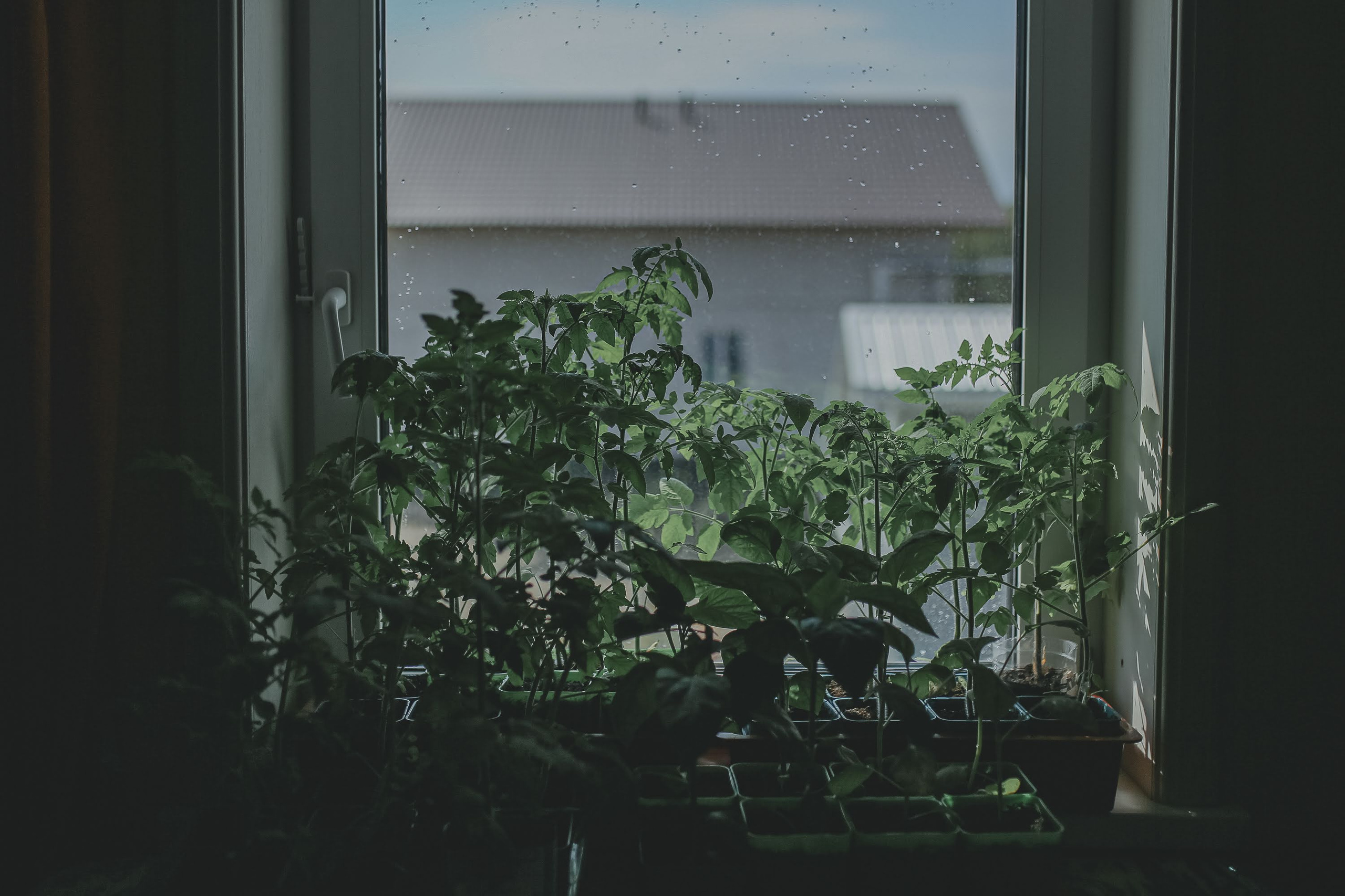 Часть II. 2019 — 2020. Наталья Чернобровкина — междисциплинарный художник