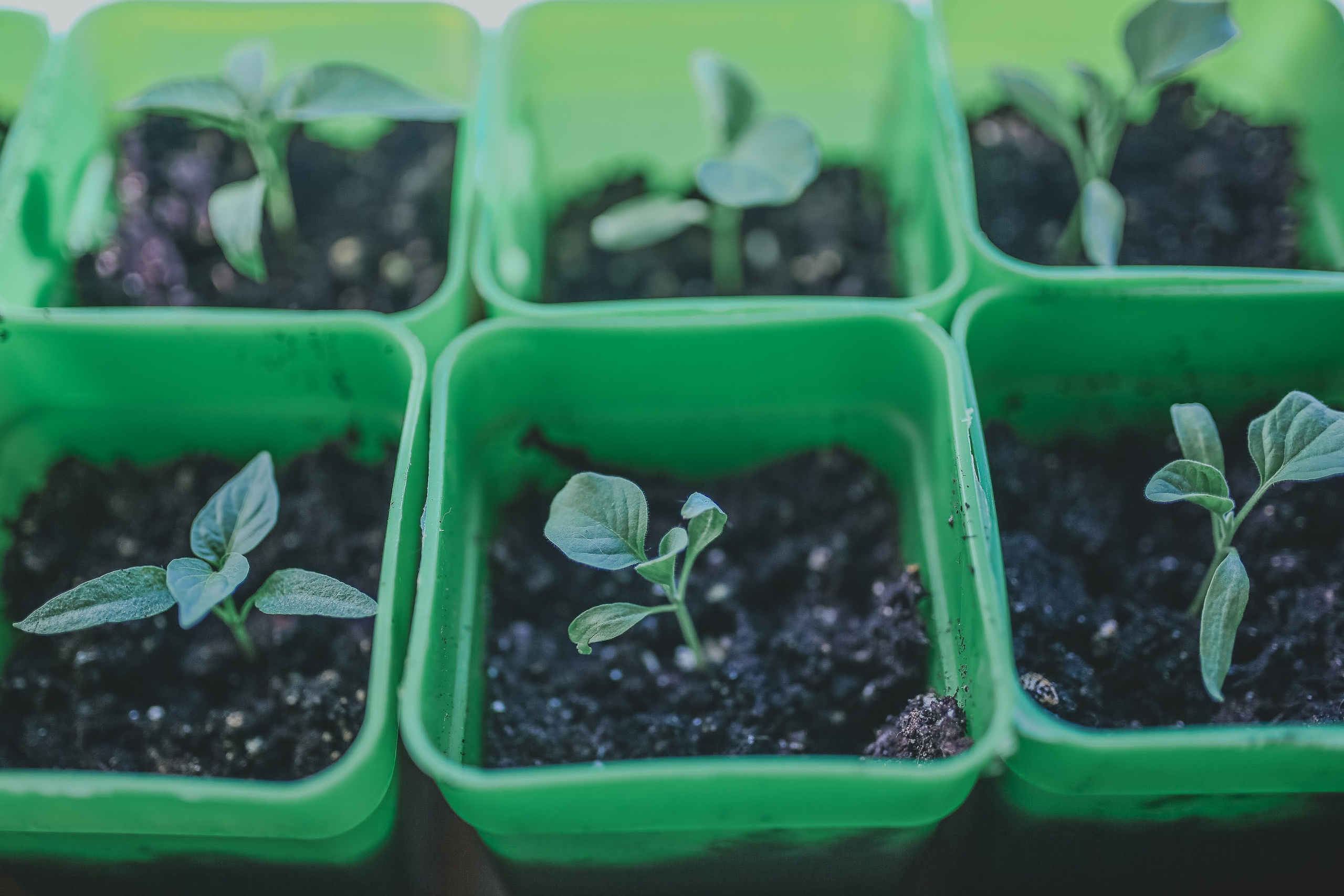 Часть III. 2020 — 2021. Наталья Чернобровкина — междисциплинарный художник