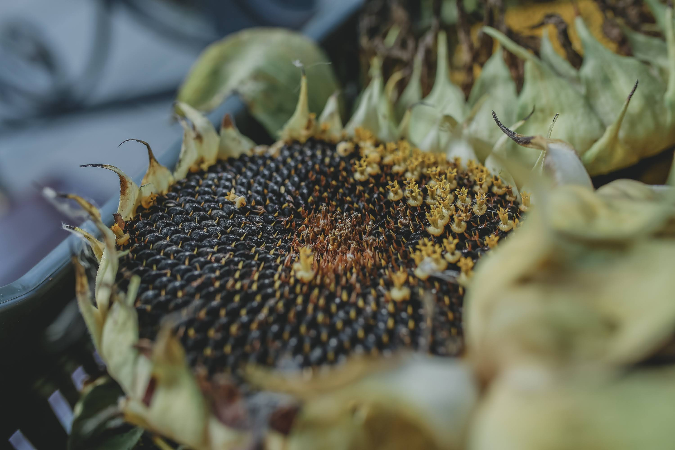 Часть III. 2020 — 2021. Наталья Чернобровкина — междисциплинарный художник