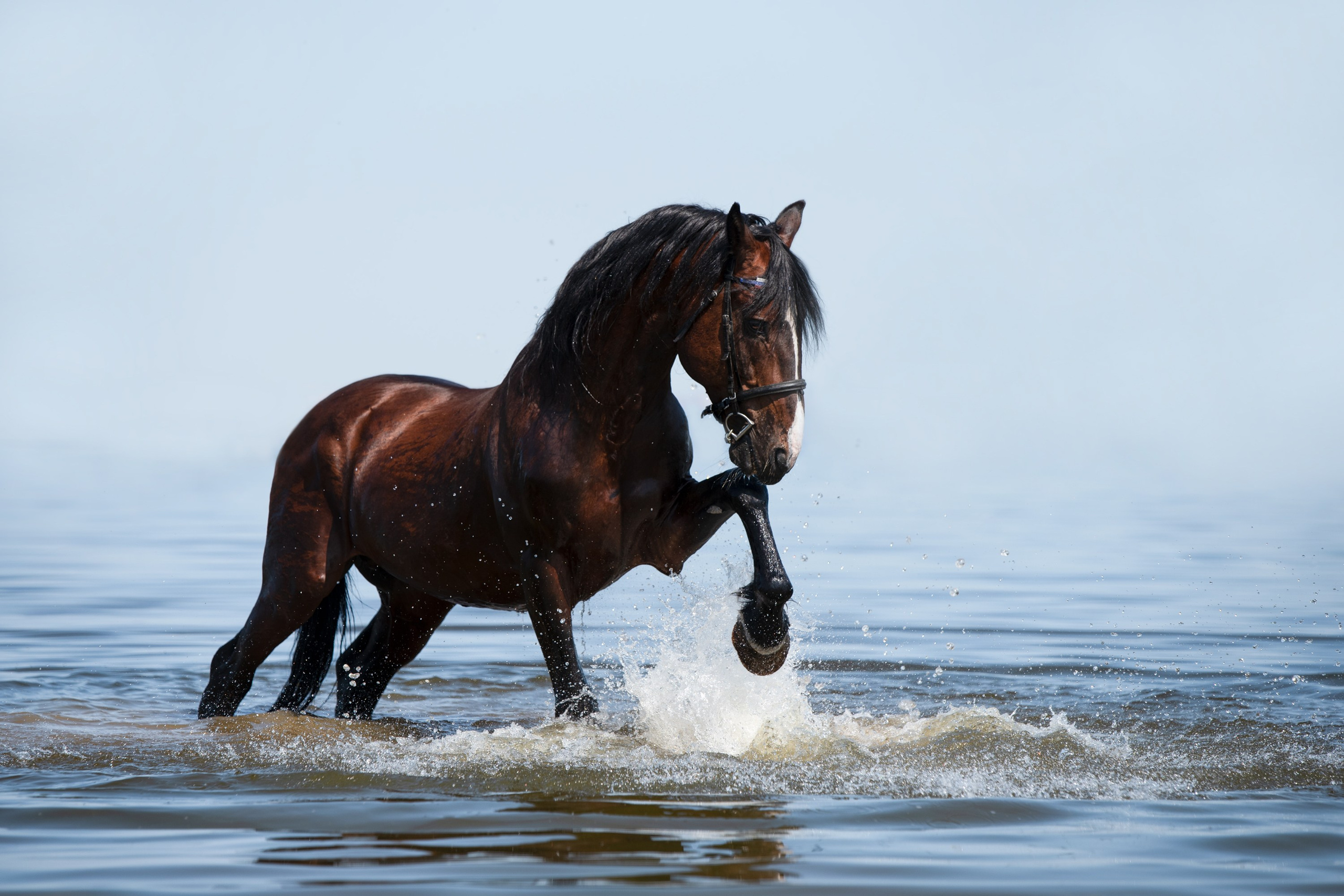 Портрет лошади, лошадь, конь, фото лошади, фотография лошади, конный фотограф, съемка лошадей, фотограф лошадей, конная фотография, конный фотограф, конный фотограф в спб, профессиональный фотограф спб, фотограф спб, ахалтекинец, рысак, спортивная лошадь, конный клуб, фотосессия с лошадьми, экстерьерная съемка лошадей, съемка лошадей на продажу, конная выставка, фотограф питер, рысак, ахалтекинец, тинкер, помесная порода, тяжеловозы, дончак, донская порода, тракен, буденовец