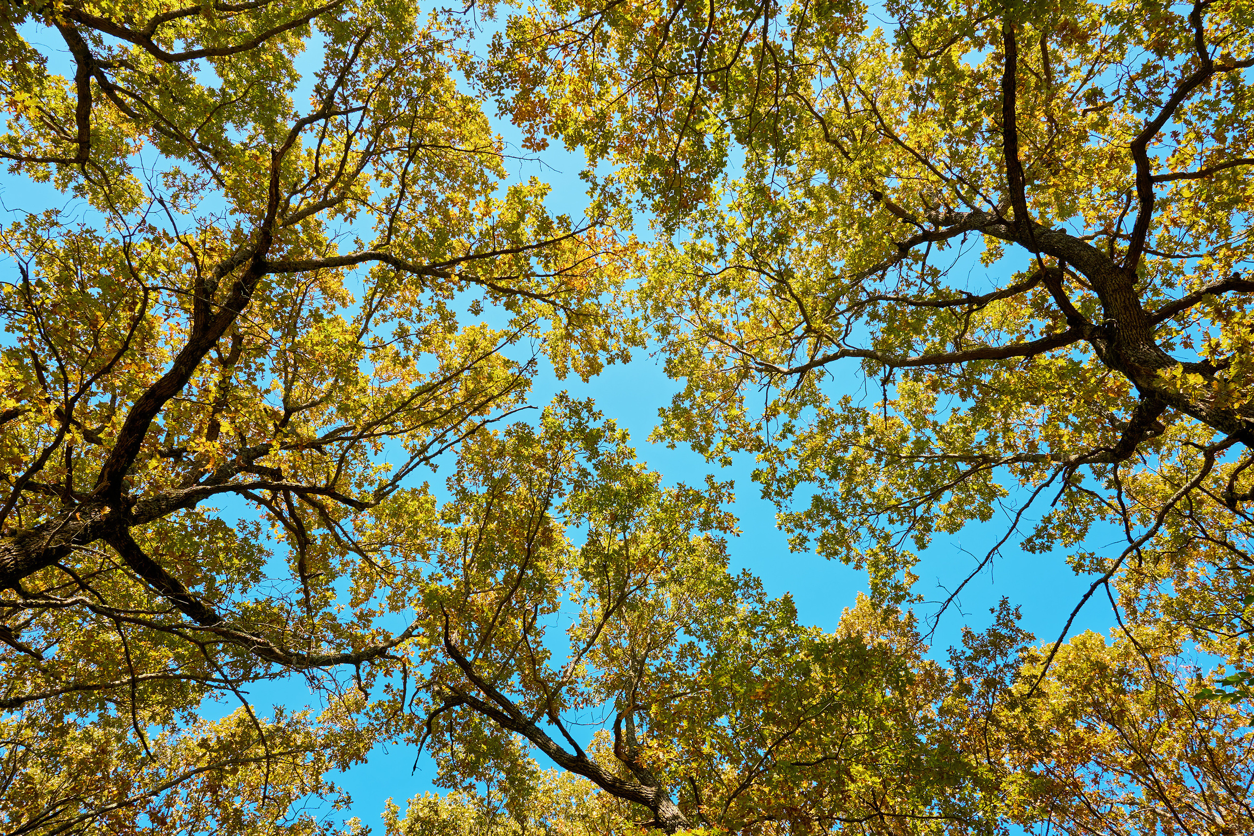 Работы, на дереве, холсте, стекле, которые можно приобрести. Яркие фото на Чёрном море