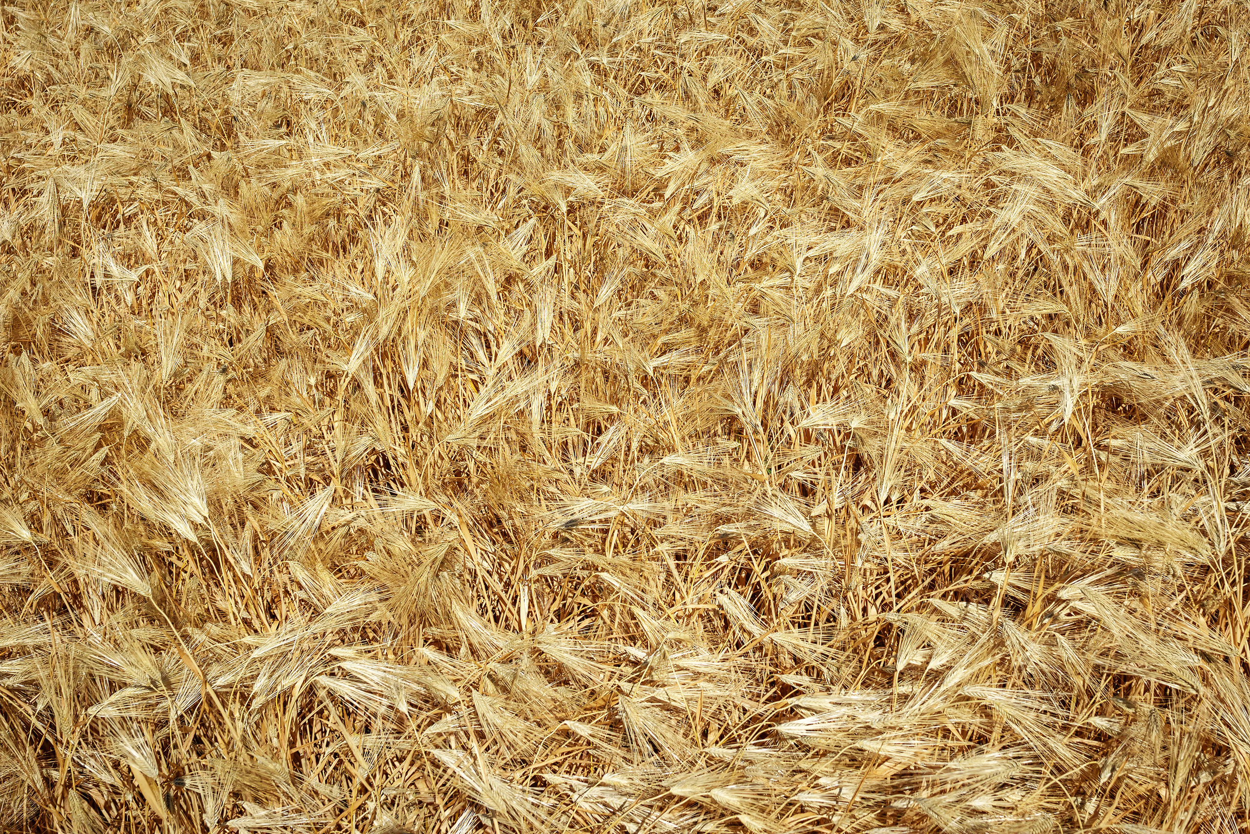 Работы, на дереве, холсте, стекле, которые можно приобрести. Яркие фото на Чёрном море