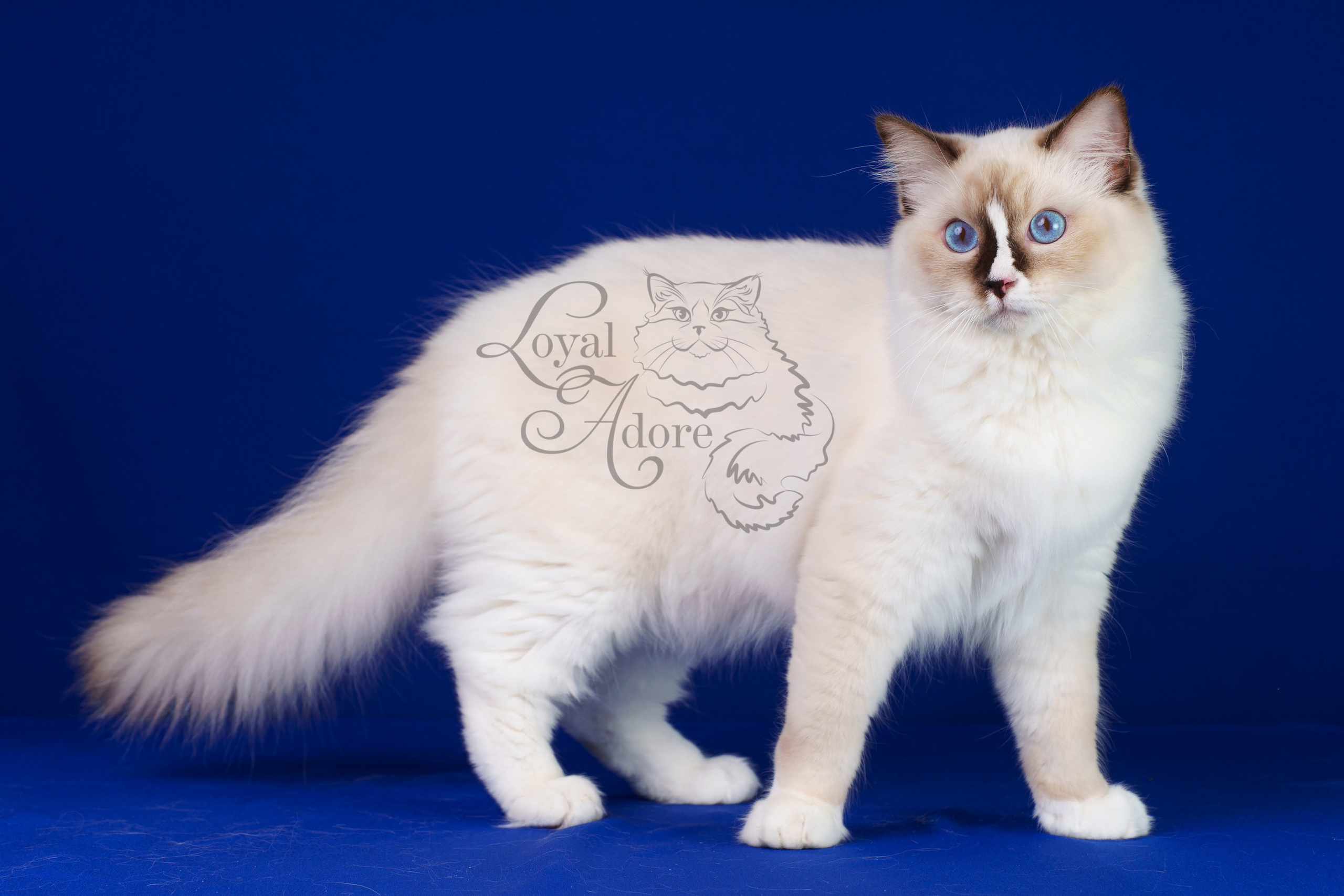 Кошки производители Loyal Adore. Питомник рэгдолл Loyal Adore