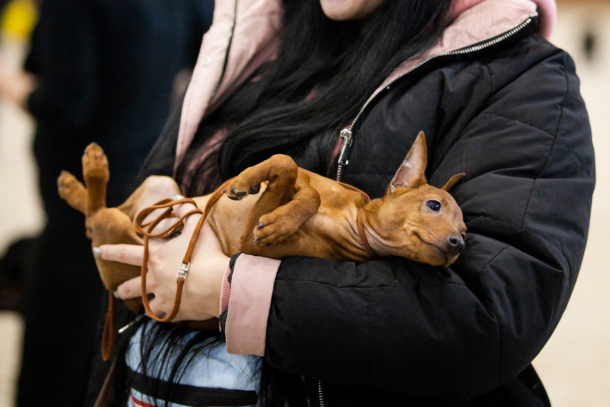 Фотограф. Фотограф-анималист. Москва