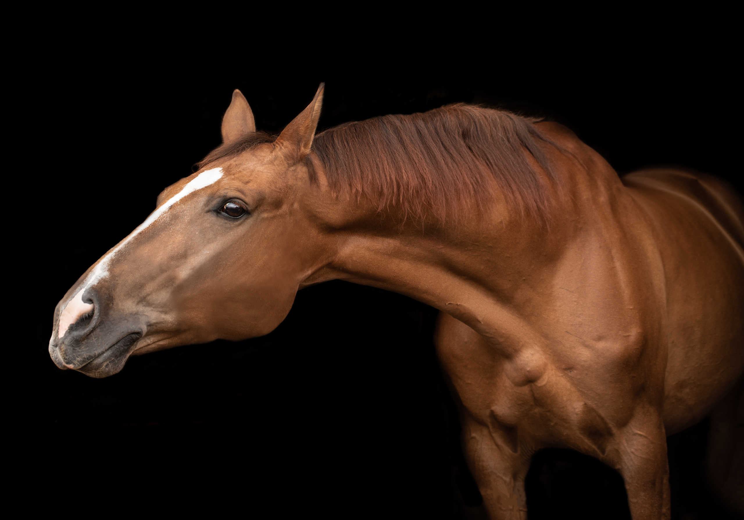 фотограф, фотовыставка, фотограф в СПб, питер фотограф, конный фотограф, съемка лошадей, конная фотография, профессиональный фотограф, фото лошадей, портреты лошадей, фото с лошадьми, заказать съемку лошади, авторские фотографии, публикации в изданиях, росфото, National Geographic, фотограф питер, конный фотограф спб, фотограф санкт-петербург , Russian Traveler