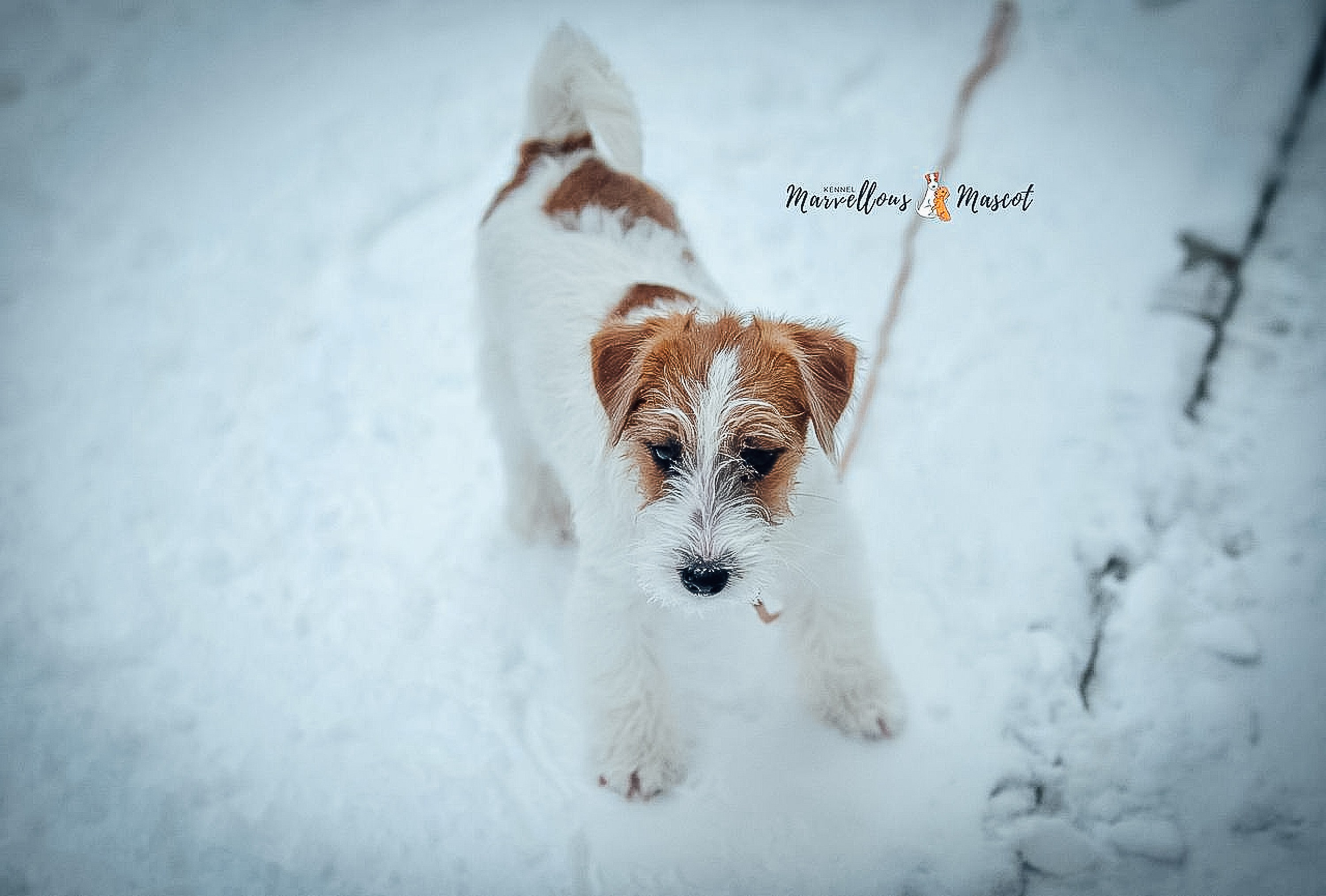 ЩЕНКИ ИЗ ДРУЖЕСТВЕННЫХ ПИТОМНИКОВ. CANE MAESTRO — kennel Jack Russell Terrier