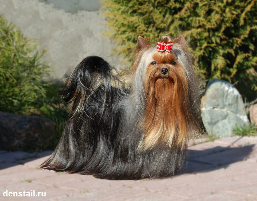 2014 г Результаты выставок. Питомник Йоркширских терьеров Дэнстайл в Санкт-Петербурге заводчик Тих