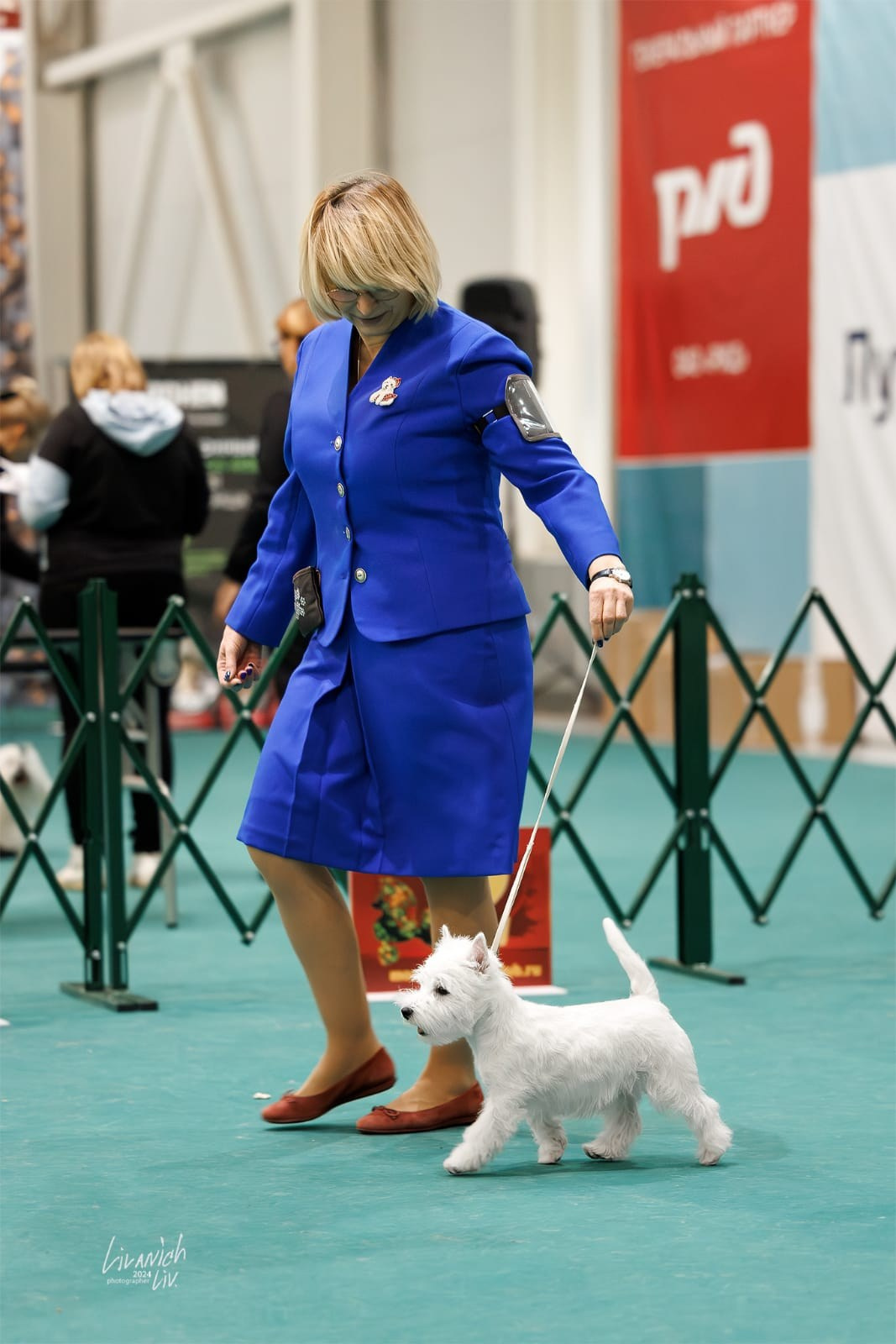 Выставка «Рождественские встречи». Питомник собак породы вест хайленд вайт терьер в Москве