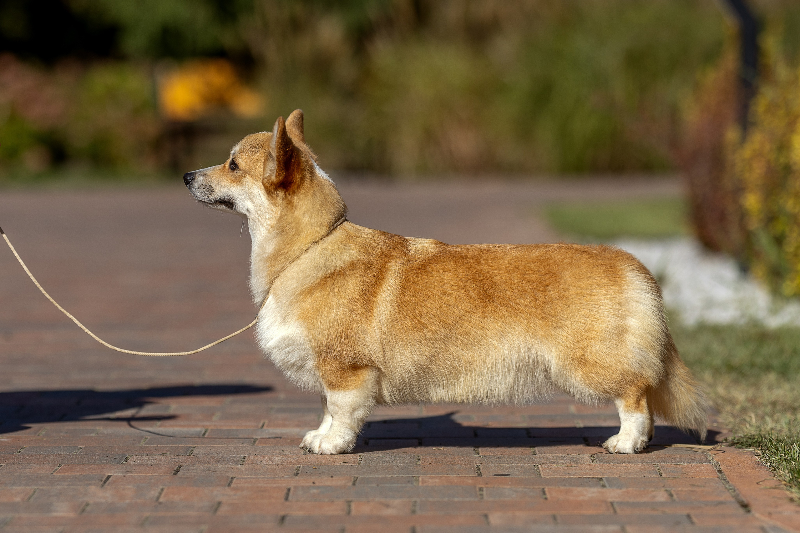 Вельш корги пемброк. Купить щенка Вельш-корги-кардиган в семейном питомнике — Ice Fantasy