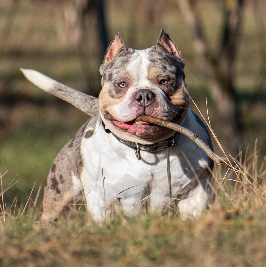 Американский булли Каспер бегает в траве