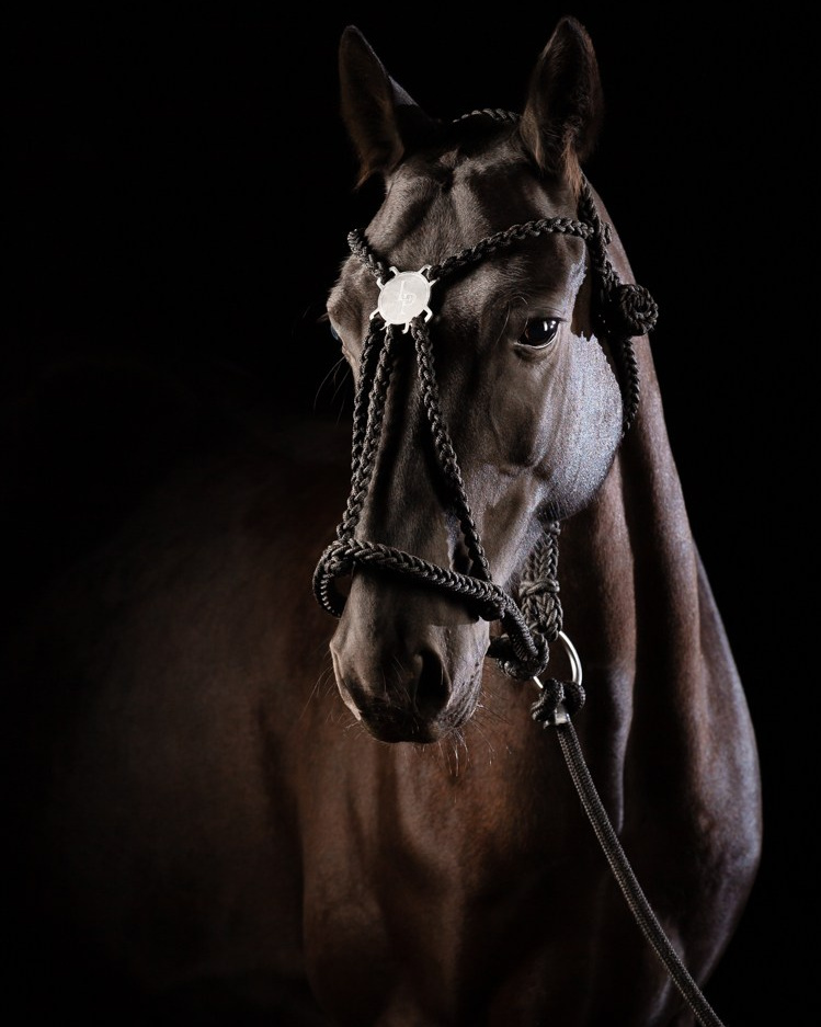 Услуги. KatymartArt — Equine photography