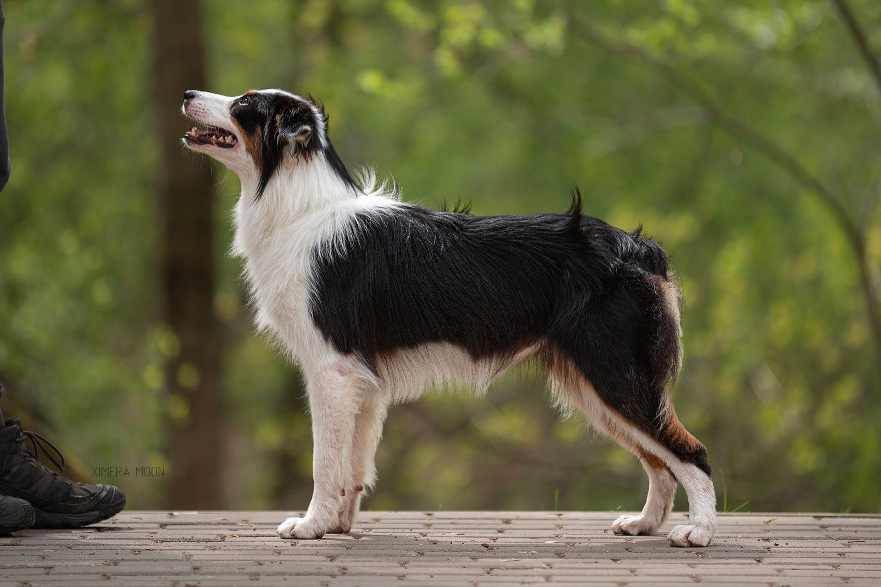 Р-помёт. BLGKV питомник собак