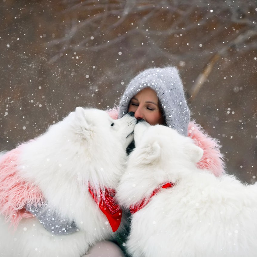 Самоед Новосибирск