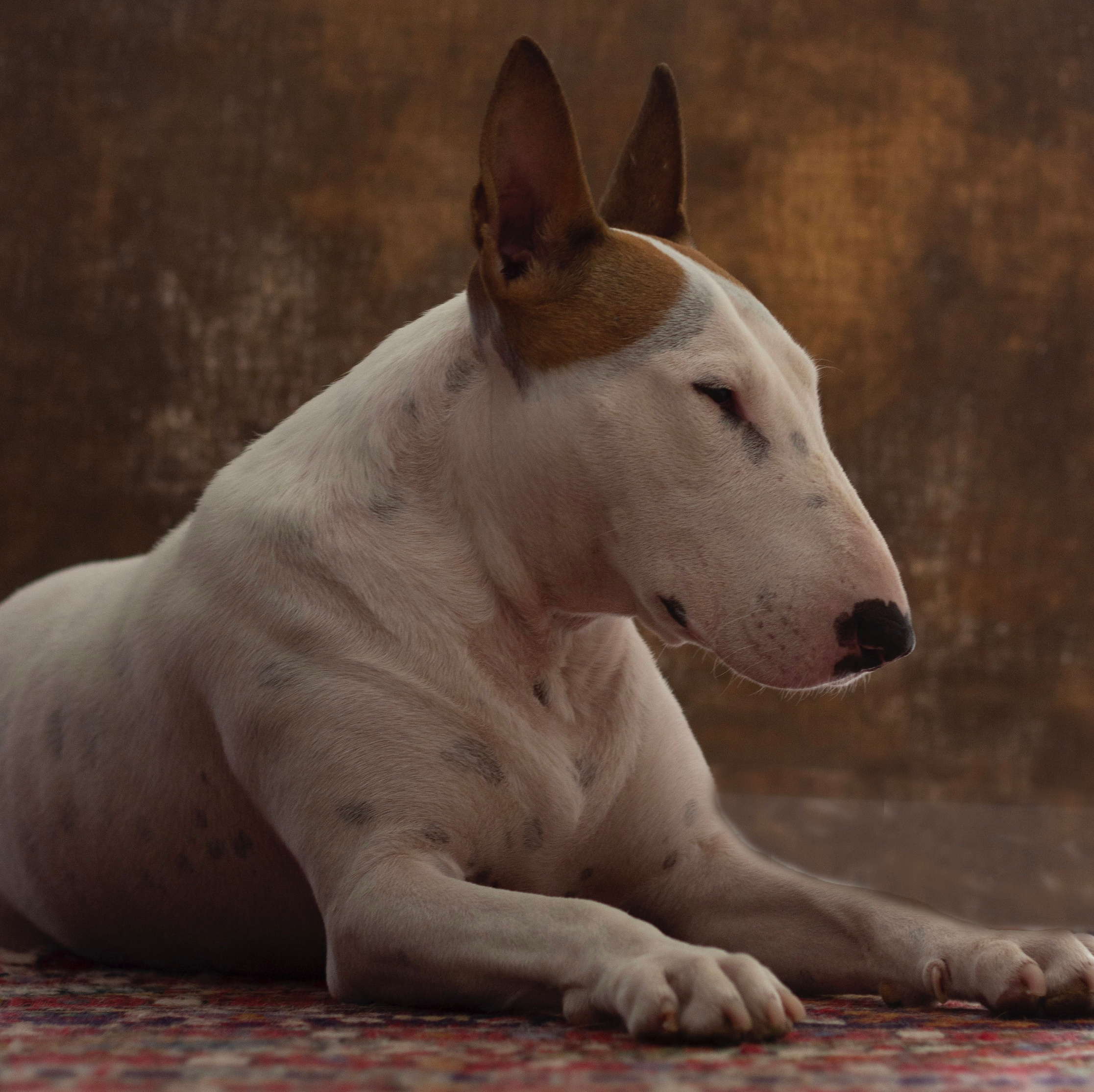 The Story Of One Dog. Personal experience in adapting a dog from a shelter