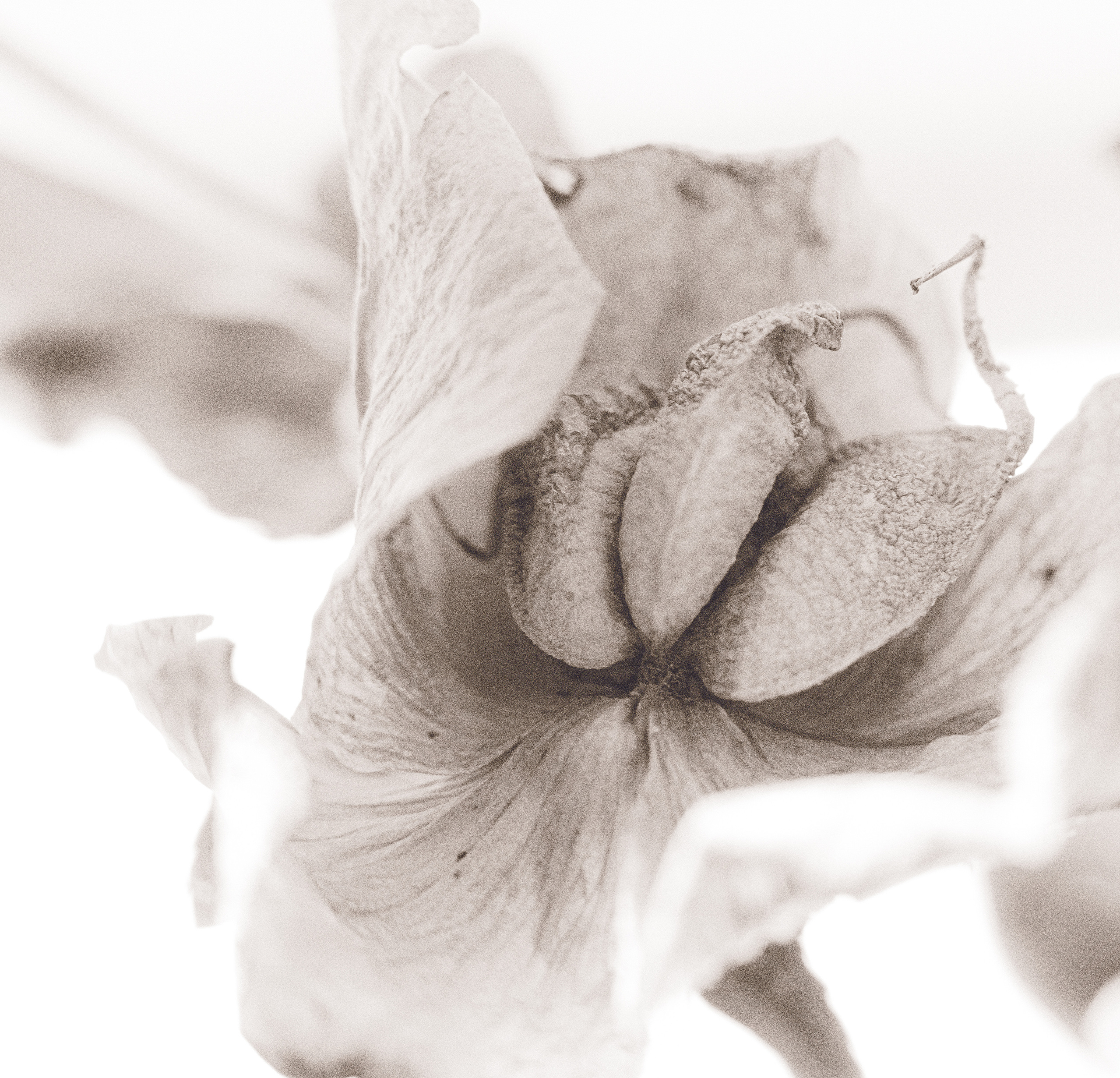 Photographer Tbilisi