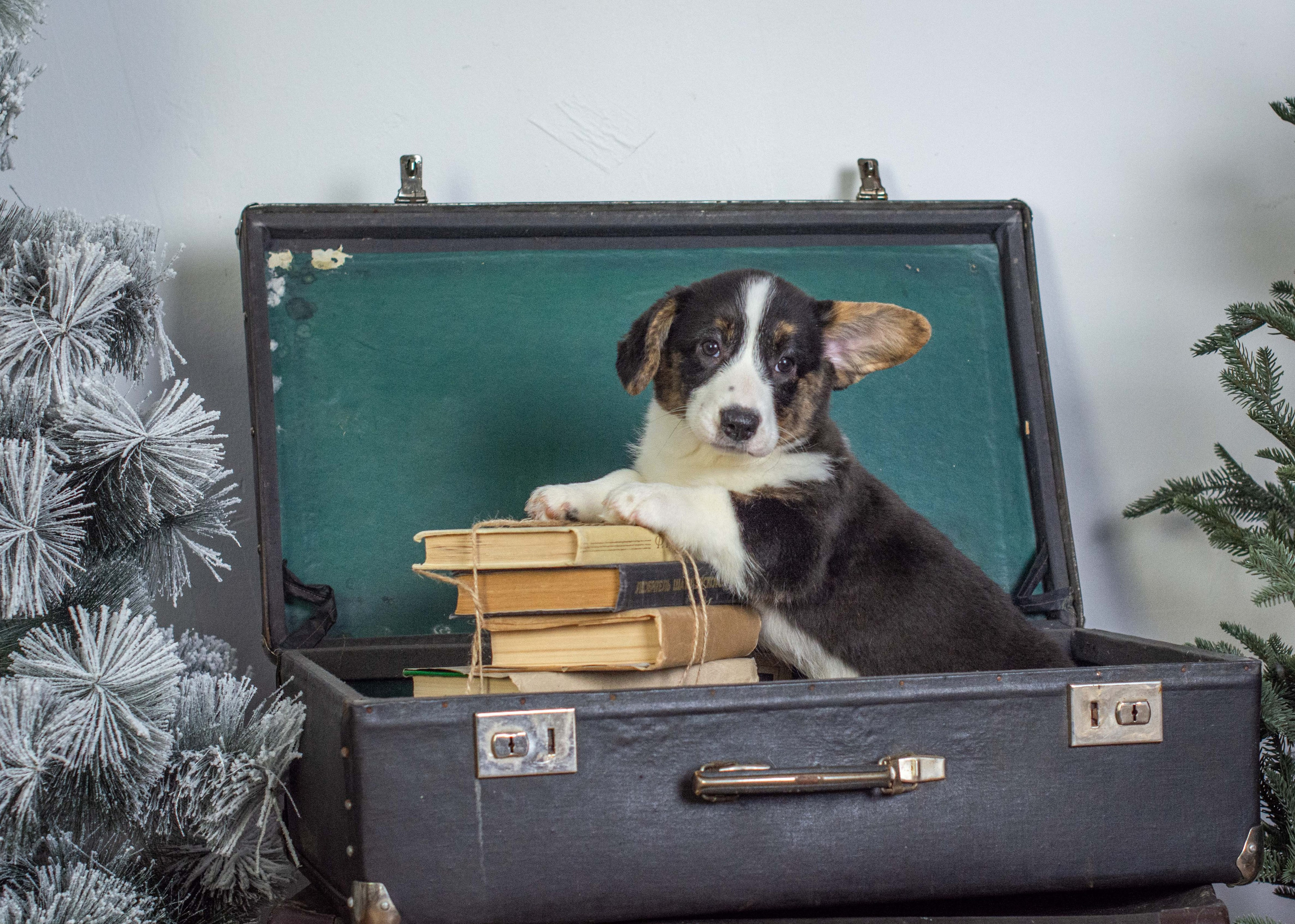 Щенки вельш корги кардиган «К»: Барри и Ника (Кострома). Ice Fantasy kennel: professional breeding of Siberian huskies and wels