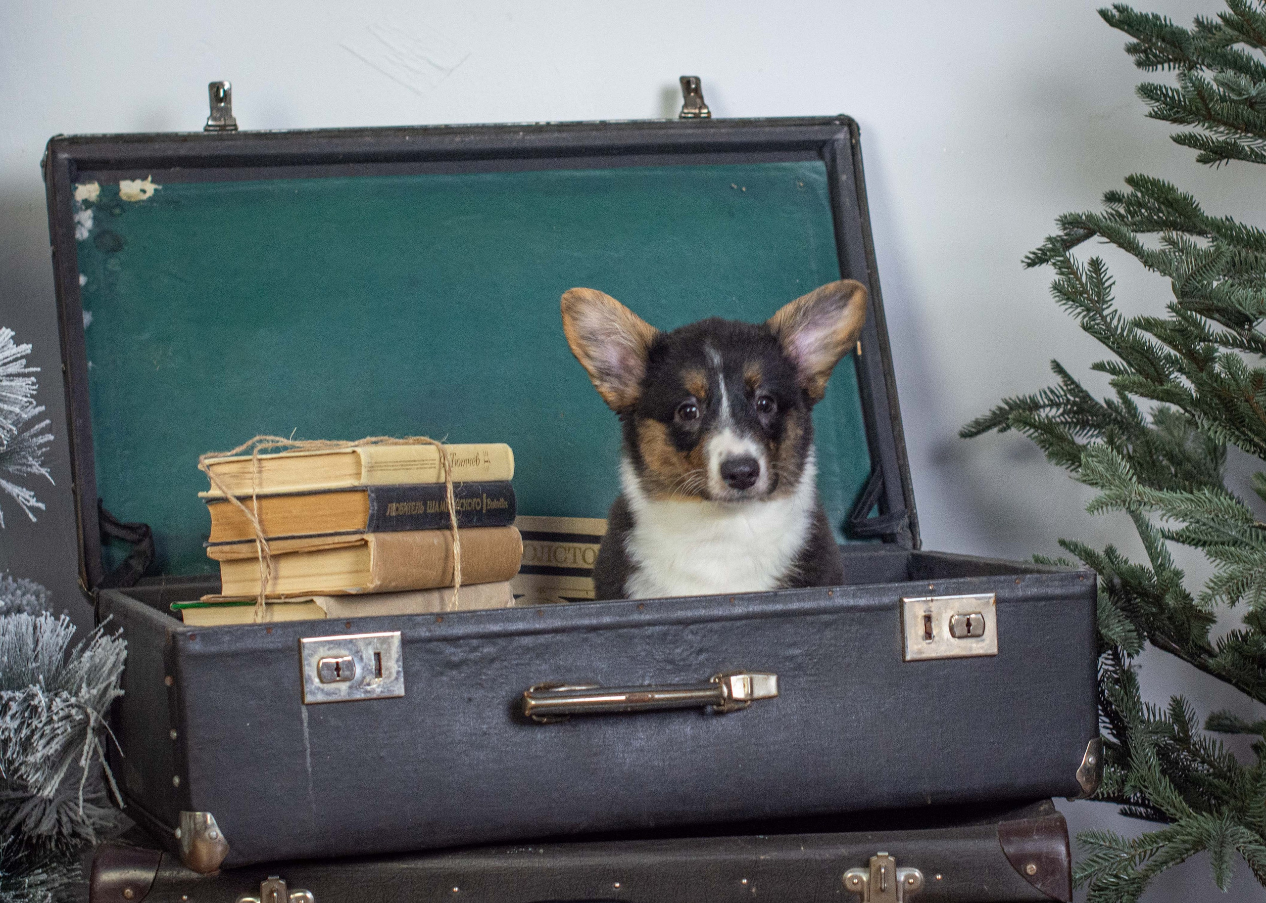 Щенки вельш корги кардиган «К»: Барри и Ника (Кострома). Ice Fantasy kennel: professional breeding of Siberian huskies and wels