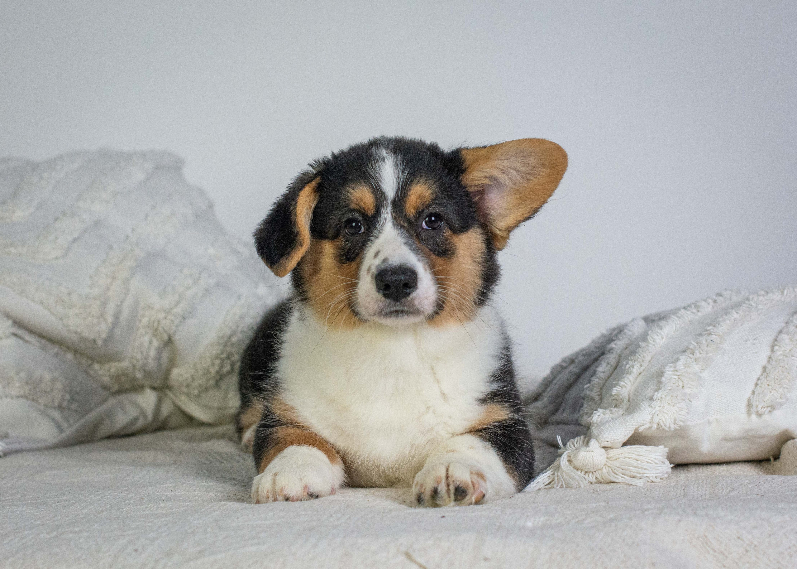 Щенки вельш корги кардиган «К»: Барри и Ника (Кострома). Ice Fantasy kennel: professional breeding of Siberian huskies and wels