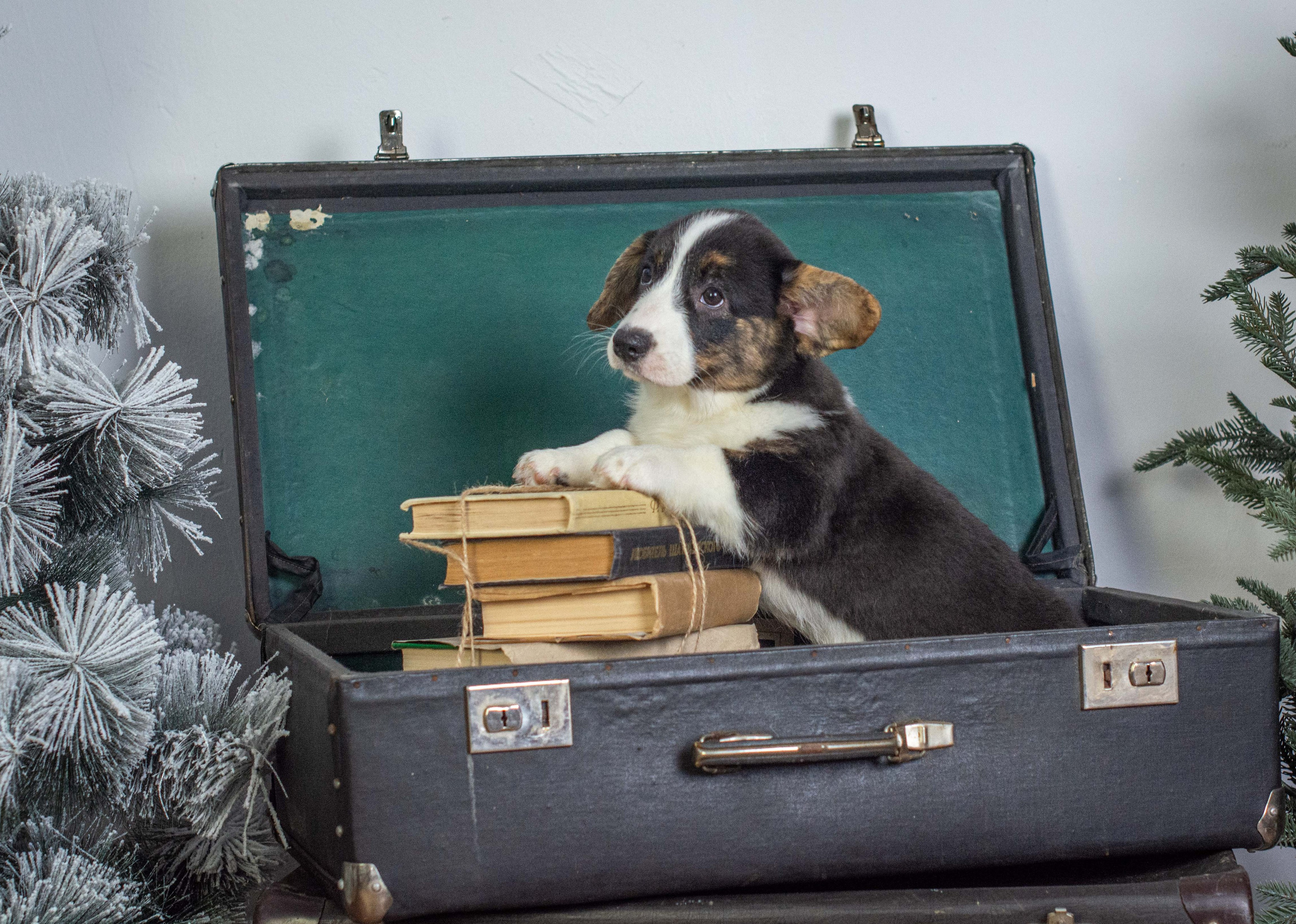 Щенки вельш корги кардиган «К»: Барри и Ника (Кострома). Ice Fantasy kennel: professional breeding of Siberian huskies and wels