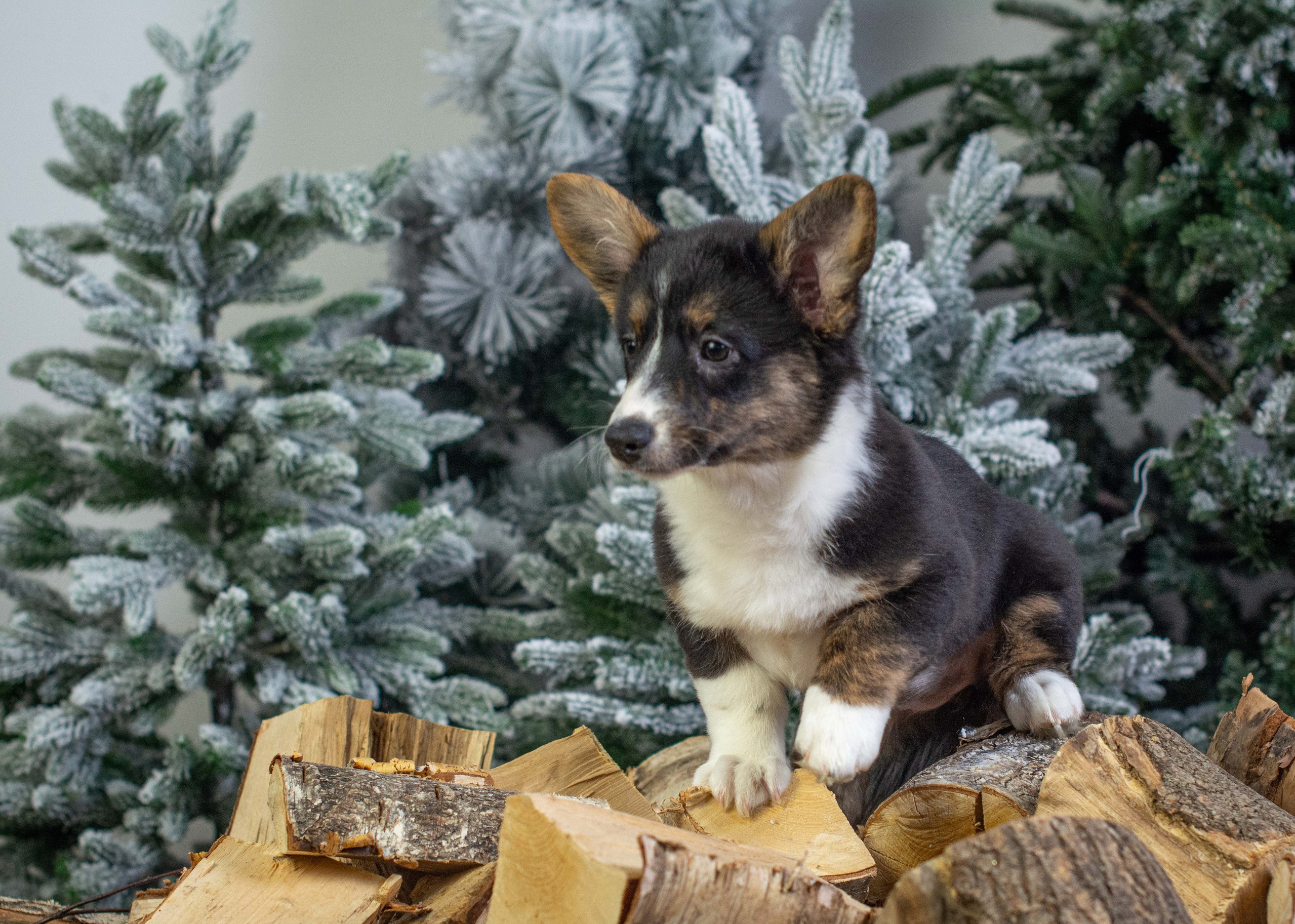 Щенки вельш корги кардиган «К»: Барри и Ника (Кострома). Ice Fantasy kennel: professional breeding of Siberian huskies and wels