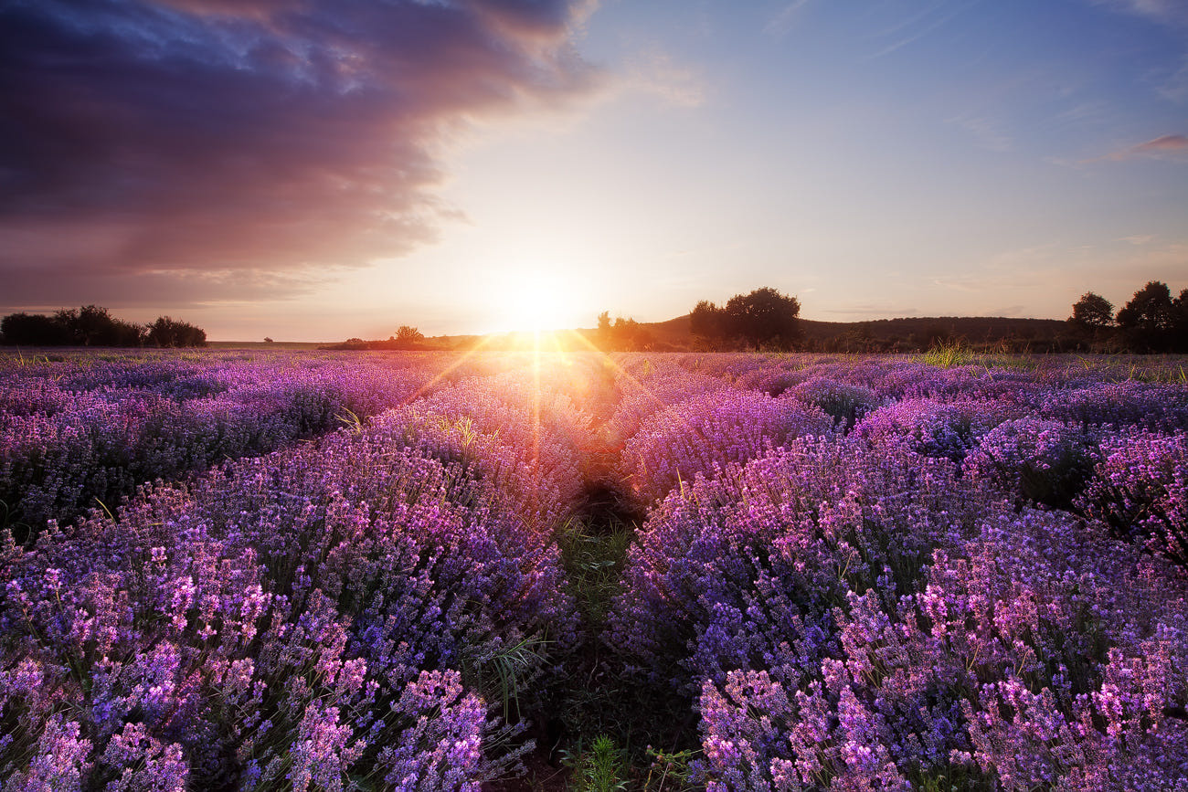 Когда цветет лаванда в болгариии