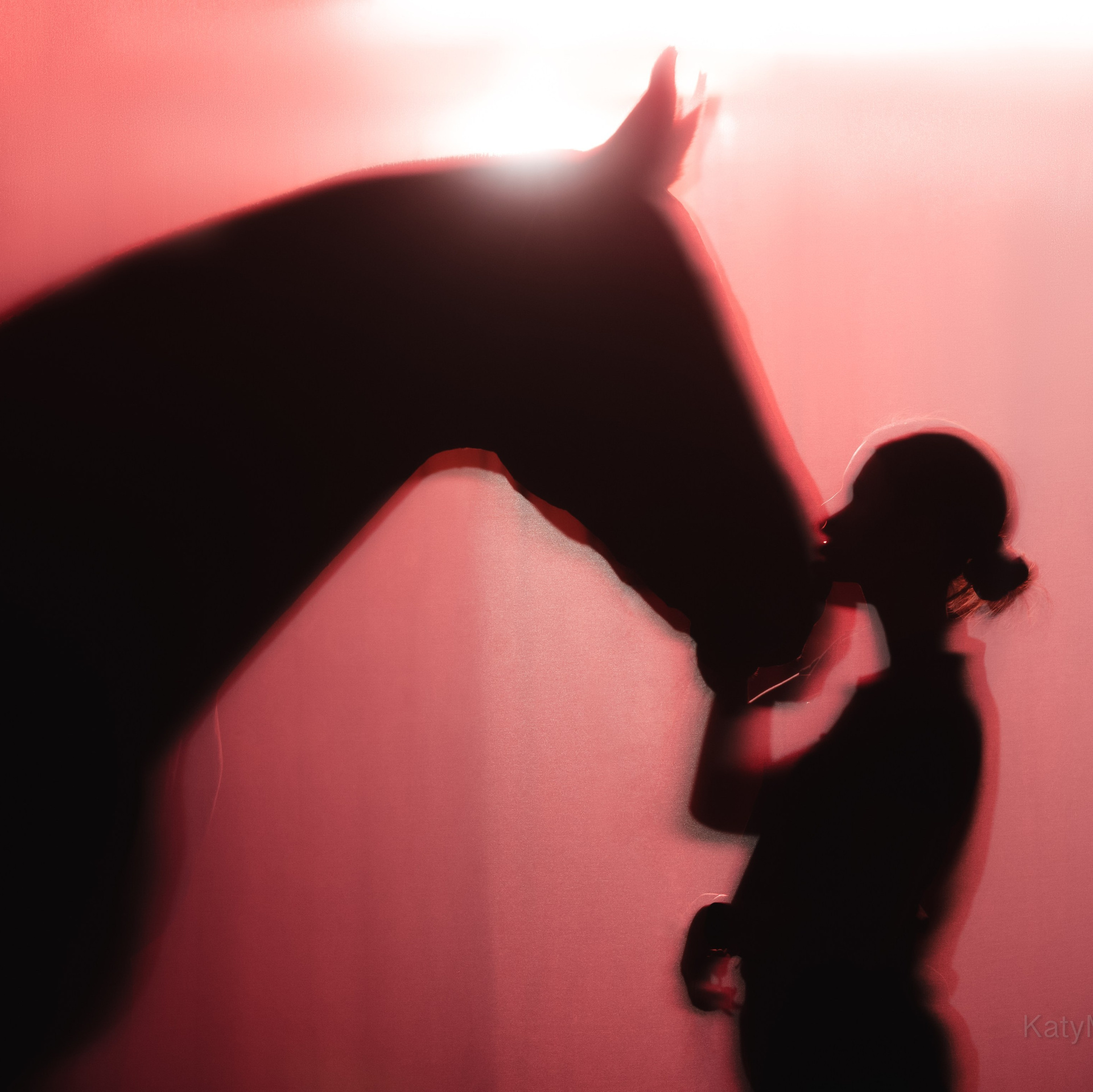 Портфолио. KatymartArt — Equine photography