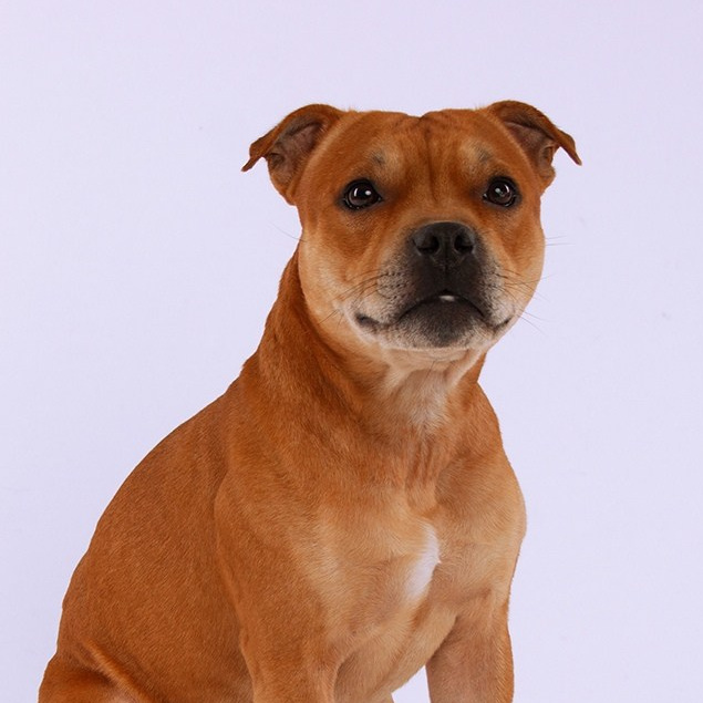 Наши собаки. BLGKV питомник собак