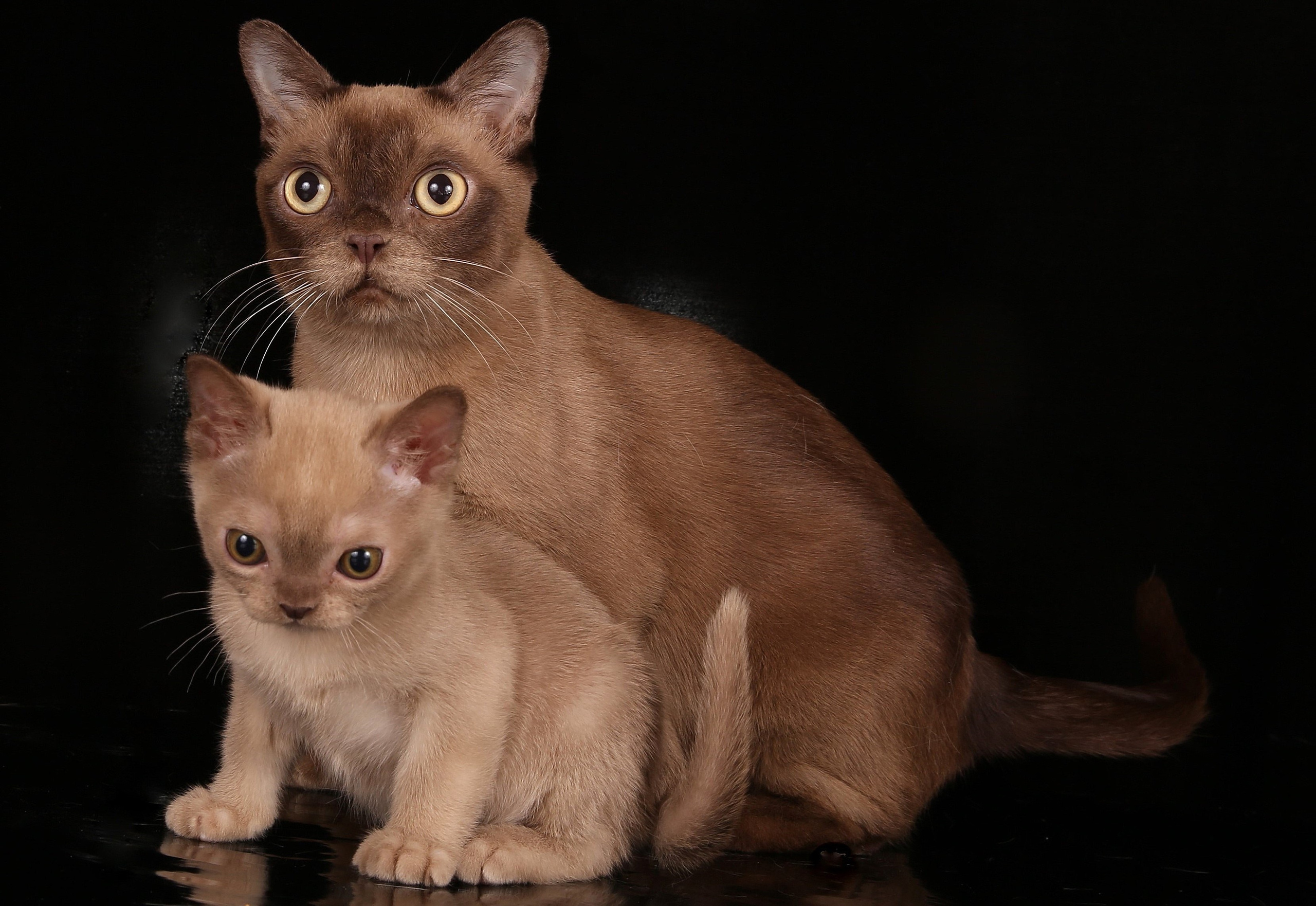 Котёнок американской бурмы. Las Burmas — питомник американской бурмы традиционных линий