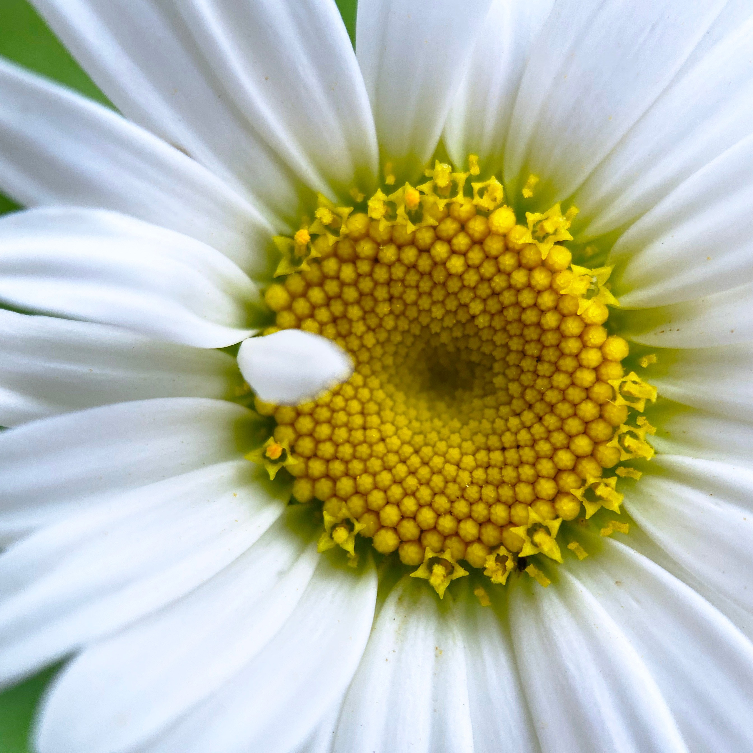 Контакты. Спортивный и детский фотограф в Копейске и Челябинске Вероника Санаева