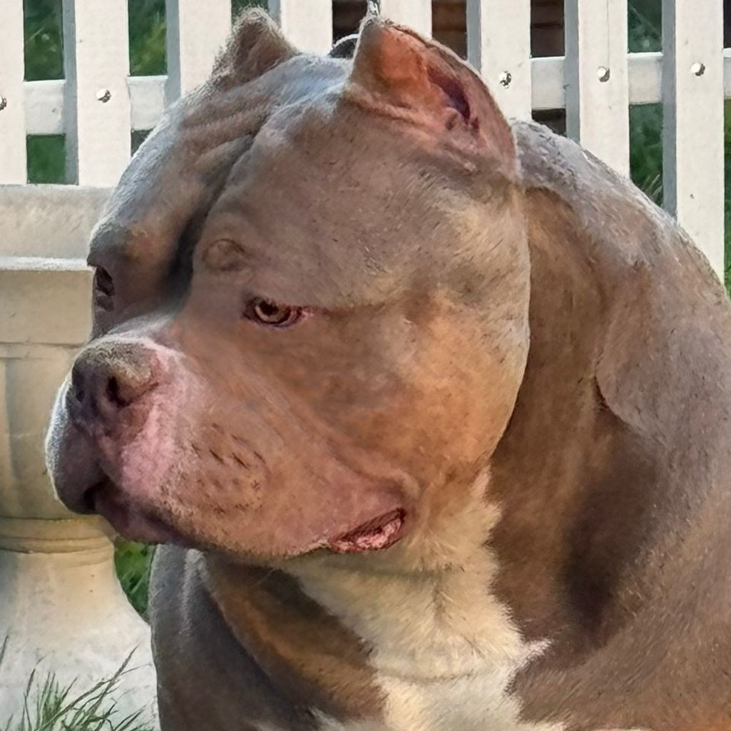 Зидан - американский булли стандарт