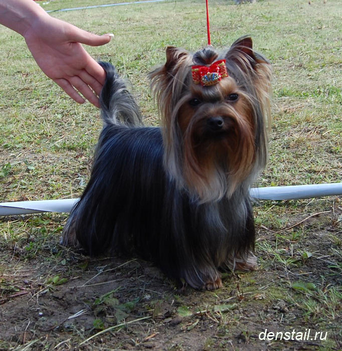 2011-2012 г Результаты выставок. Питомник Йоркширских терьеров Дэнстайл в Санкт-Петербурге заводчик Тих