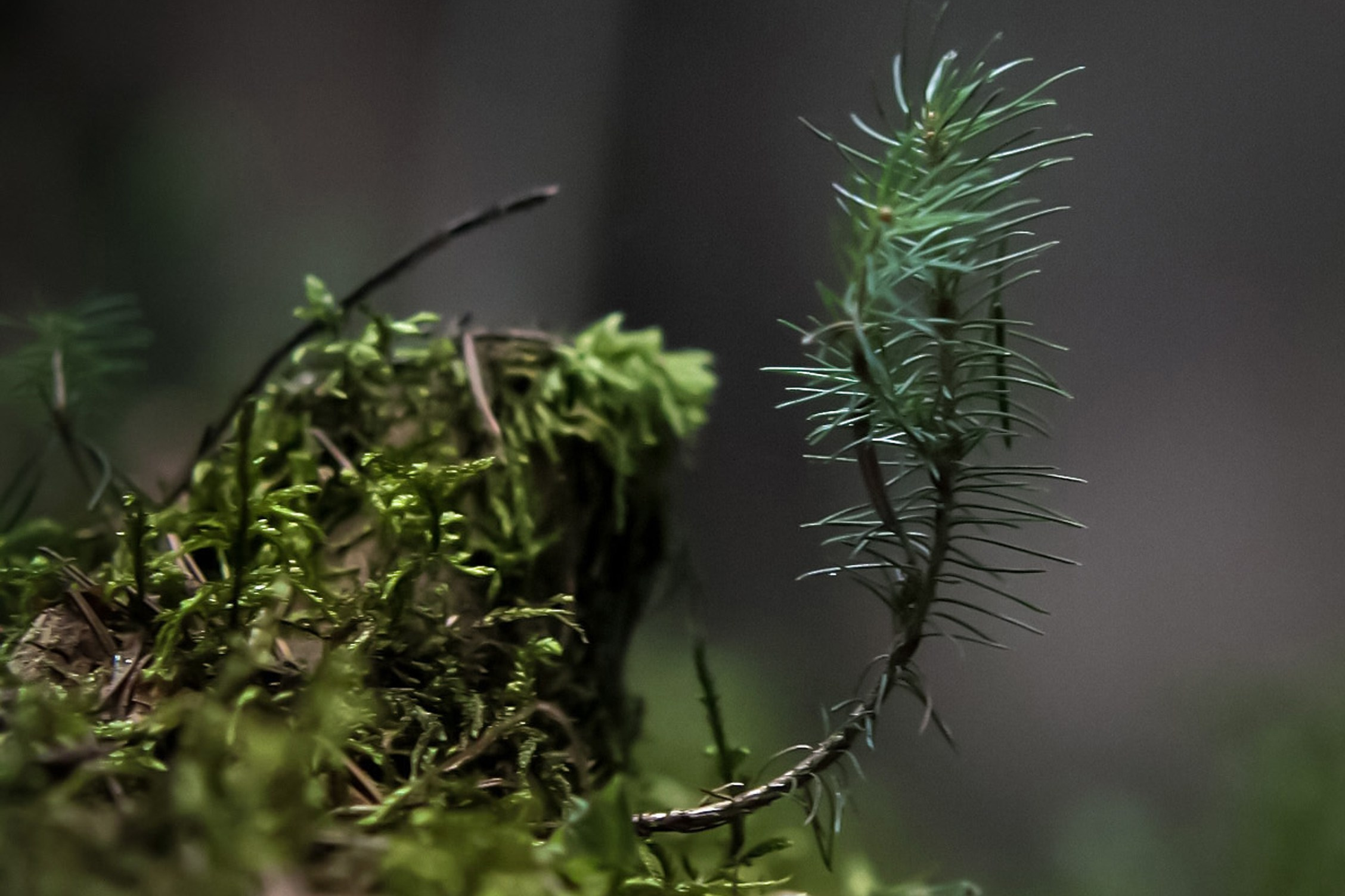Фотосъёмка животных, кошек, портреты, на выставке, дома, на прогулке Москва, Московская область, Железнодорожный, Балашиха