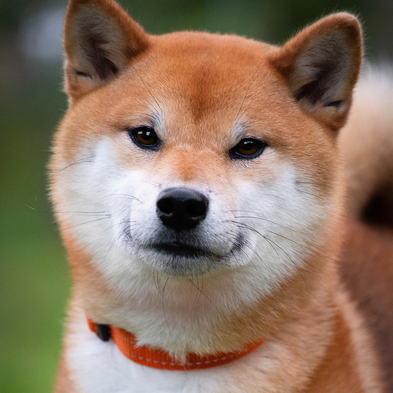 Впервые мама. AMERICAN AKITA RUBYLIGHT KENNEL I SHIBA-INU