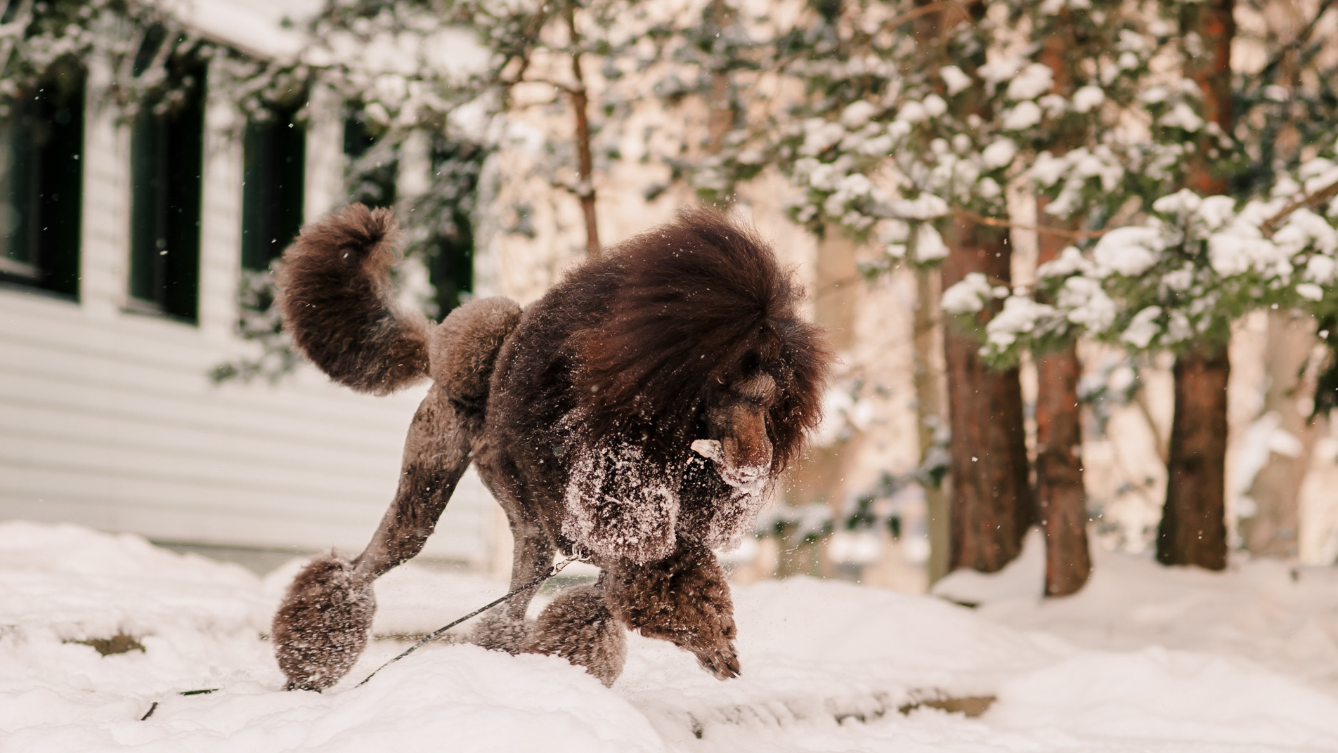История питомника. Питомник Больших Пуделей «Мое Соло»