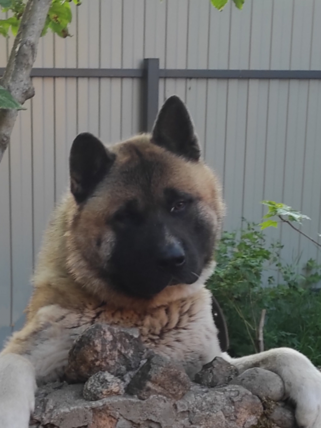 AMERICAN AKITA RUBYLIGHT KENNEL I SHIBA-INU