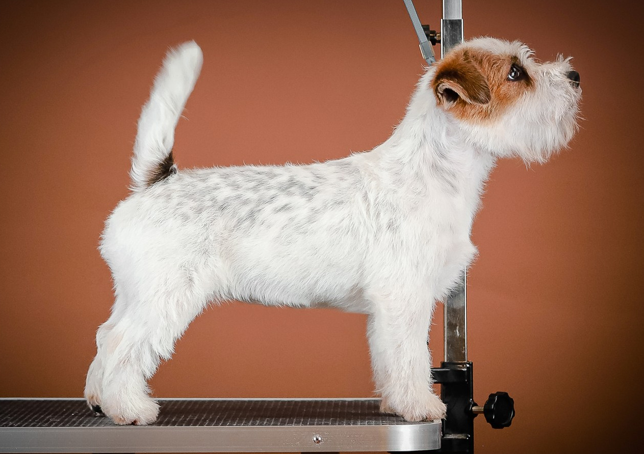 Страница помета жесткошерстных щенков джек рассел терьера. КАНЕ МАЭСТРО — питомник Джек рассел терьеров