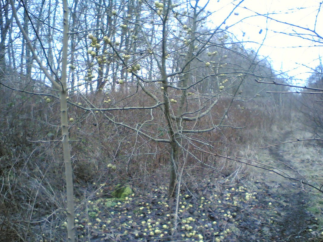 Линии. Михаил Барановский