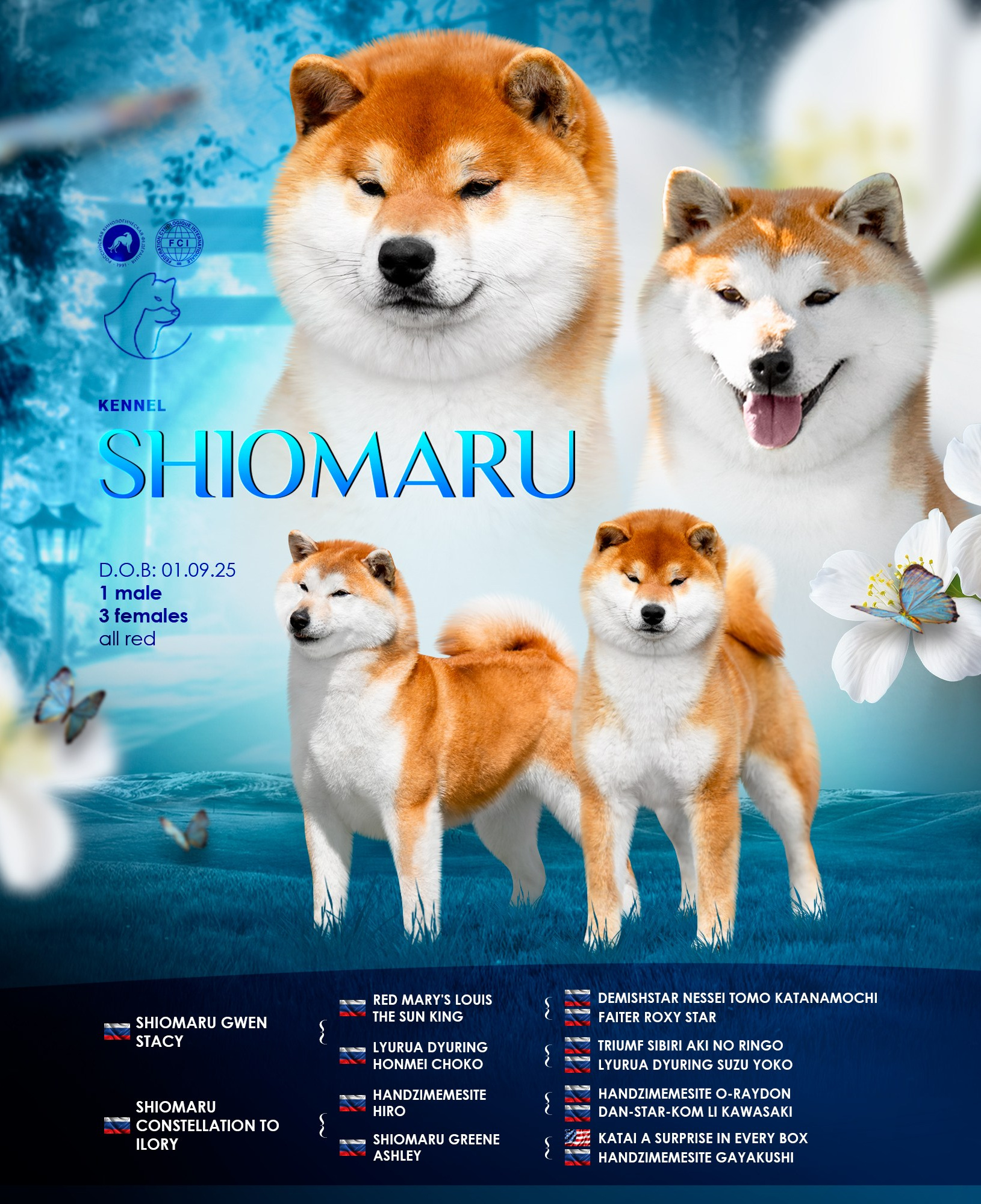 СИБА. SHIOMARU Питомник сиба и акита-ину