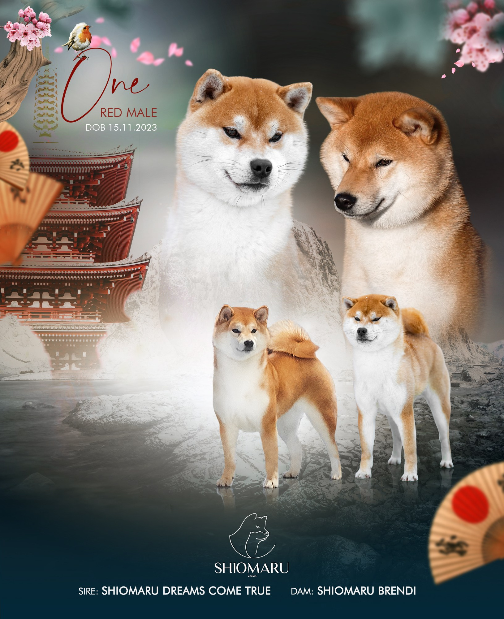 LITTERS. SHIOMARU Shiba and Akita Inu Kennel