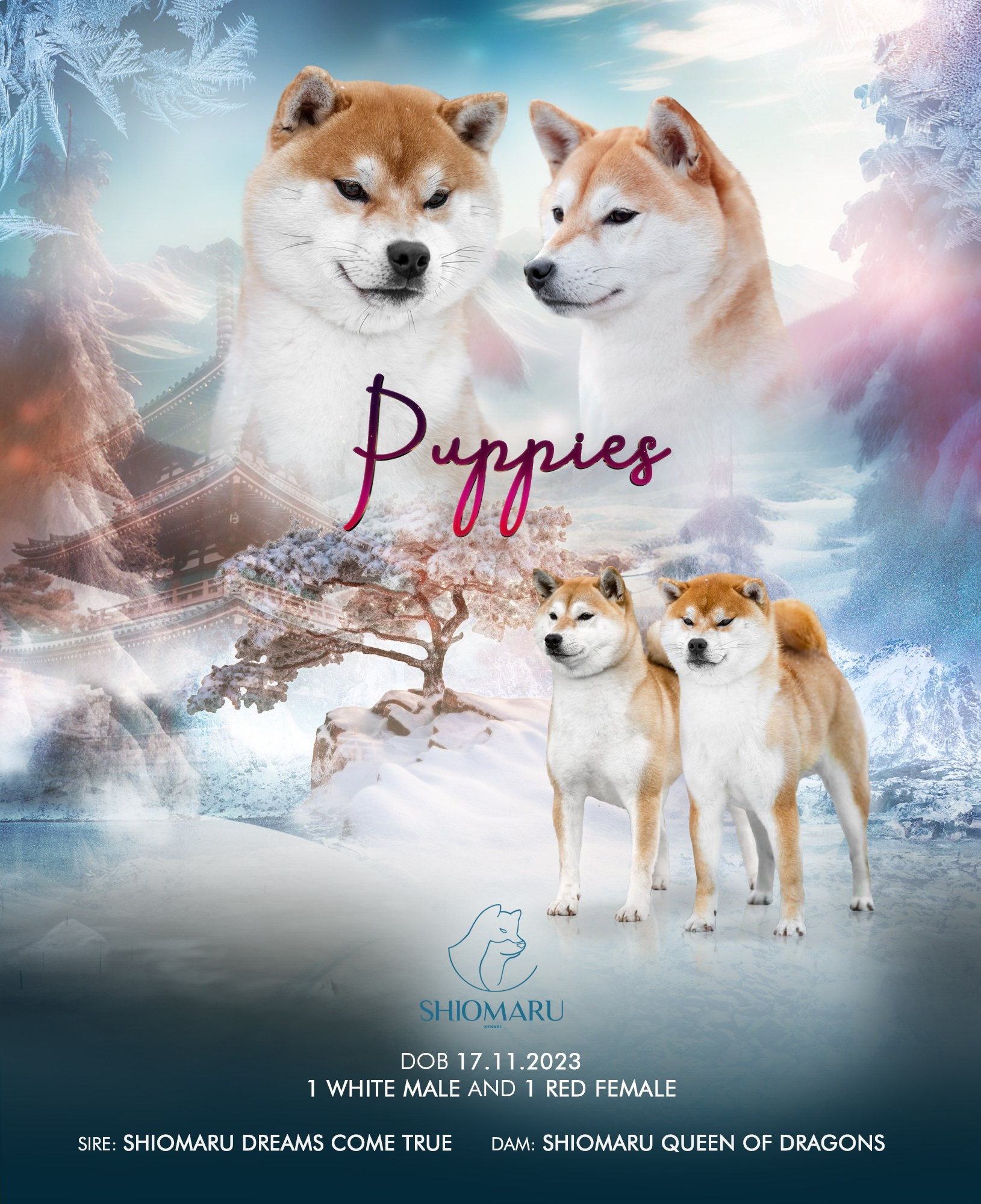 LITTERS. SHIOMARU Shiba and Akita Inu Kennel