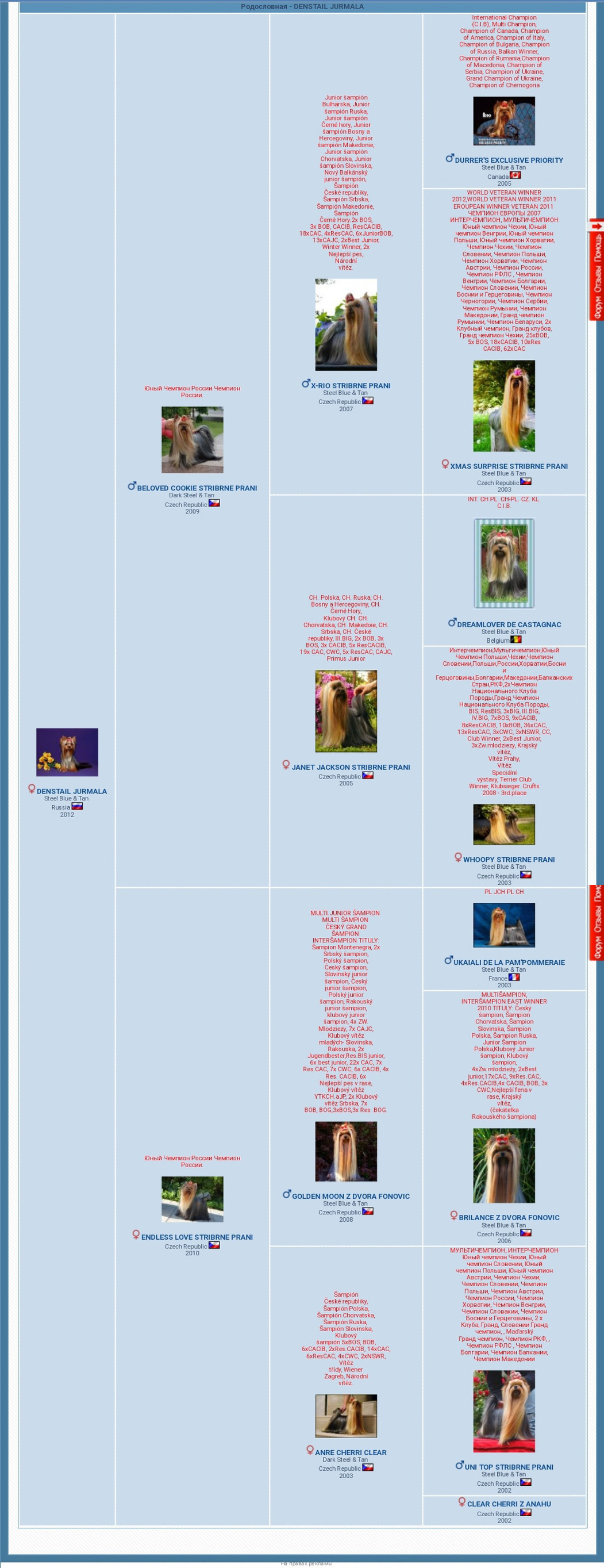 Дэнстайл Юрмала. Питомник Йоркширских терьеров Дэнстайл в Санкт-Петербурге заводчик Тих