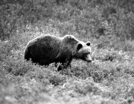 Автобиография. ВАДИМ ГИППЕНРЕЙТЕР — ВЕЛИКИЙ ФОТОГРАФ ЗЕМЛИ РУССКОЙ