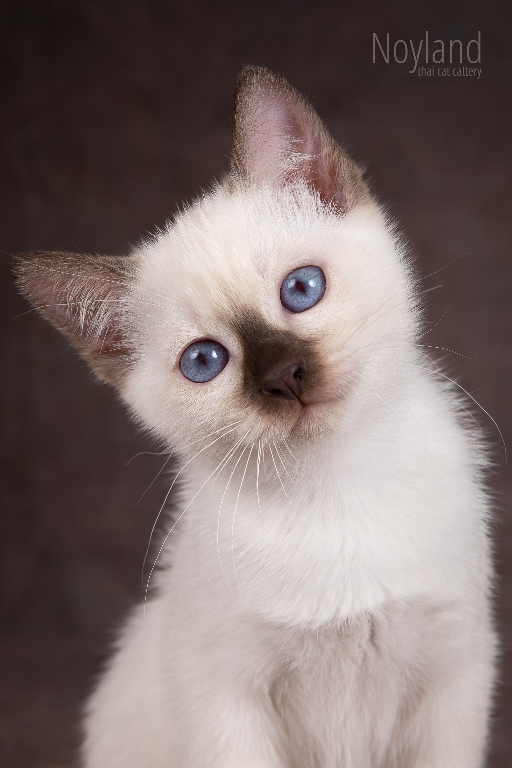 Котята. Питомник тайских кошек в Санкт-Петербурге Noyland