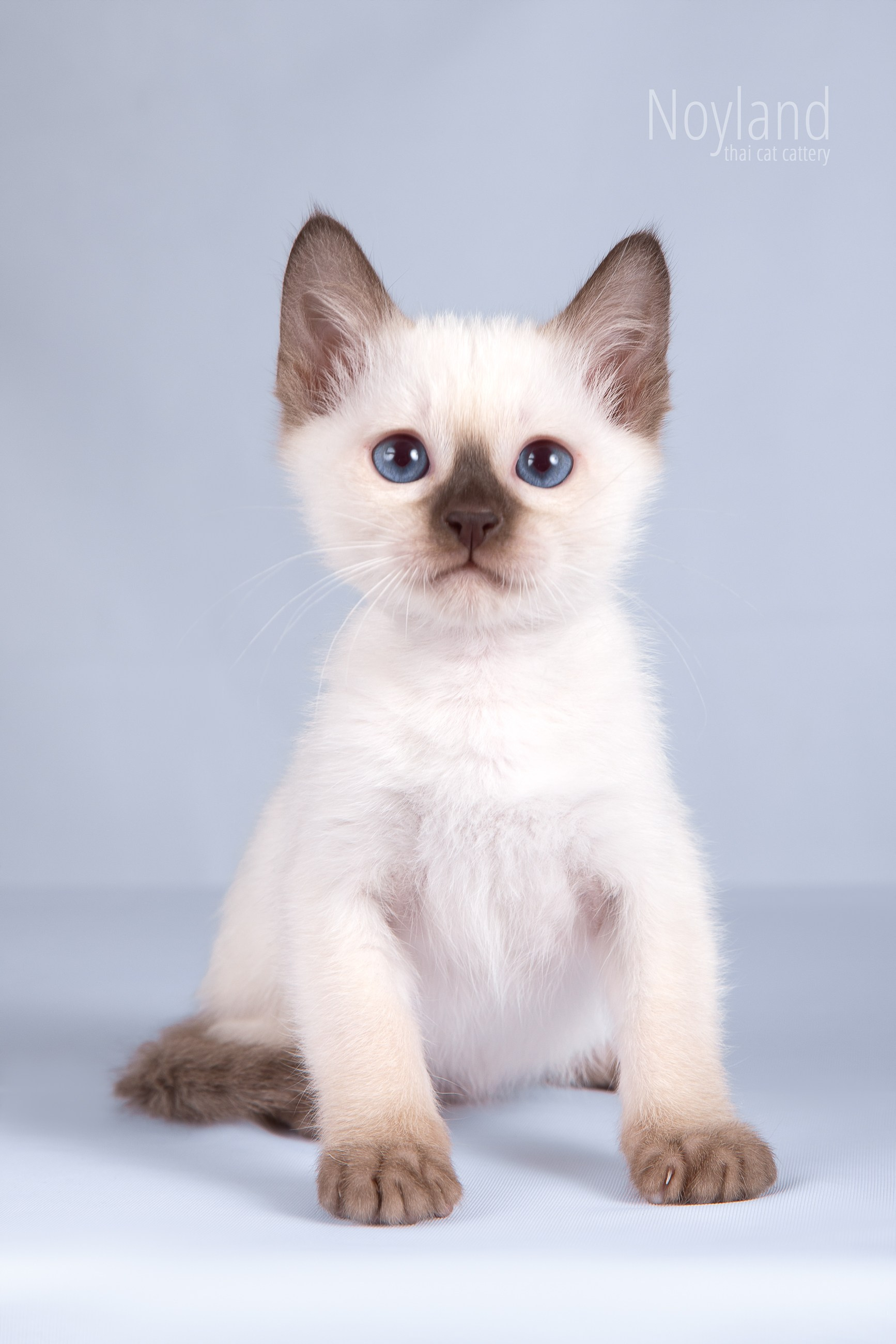 Котята. Питомник тайских кошек в Санкт-Петербурге Noyland
